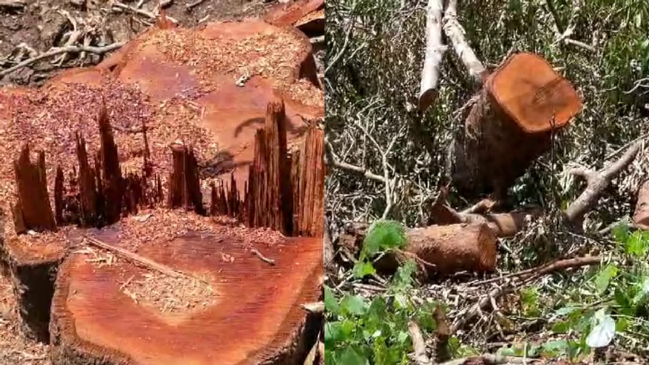 കൈതച്ചക്ക കൃഷിക്കായി പാട്ടത്തിനെടുത്തു; ആറളം ഫാമിൽ അനുമതിയില്ലാതെ 17 സംരക്ഷിത മരങ്ങള്‍ മുറിച്ച് കടത്തി