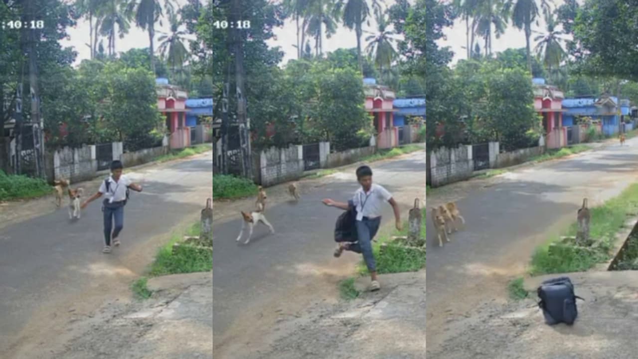 സ്കൂൾ വിദ്യാർത്ഥിക്കുനേരെ പാഞ്ഞടുത്ത് തെരുവുനായക്കൂട്ടം; ബാഗ് ഊരിയെറിഞ്ഞ് വീട്ടിലേക്ക് ഓടിക്കയറി വിദ്യാര്‍ത്ഥി