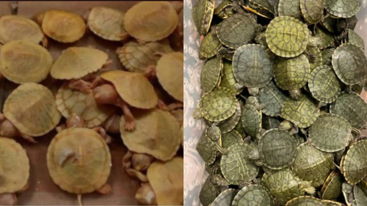 ബാഗിൽ 4986 ചെഞ്ചെവിയൻ കടലാമകൾ, പിടികൂടിയത് രഹസ്യ വിവരത്തെ തുടർന്ന് വിമാനത്താവളത്തിൽ നടത്തിയ പരിശോധനയിൽ