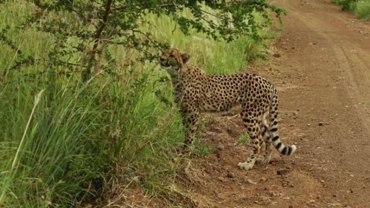 Leopard Attack Leopard Attack