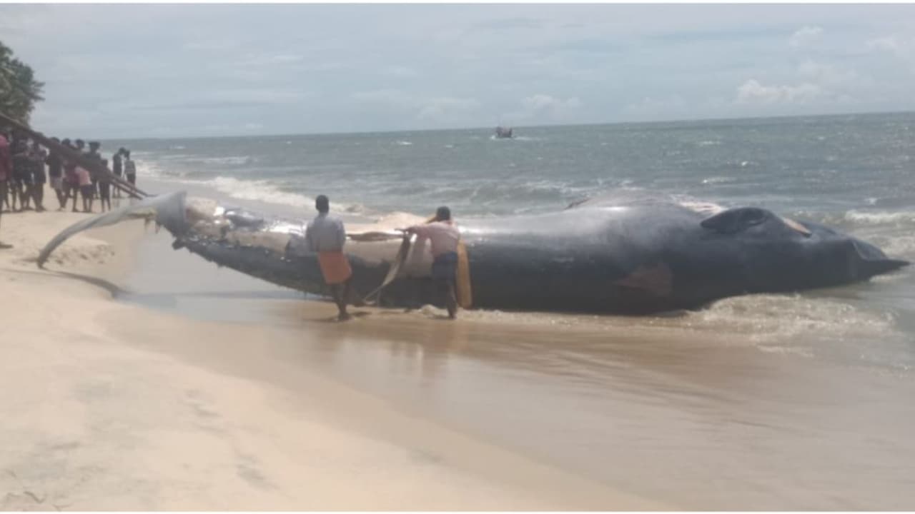 7 മീറ്ററോളം നീളം, ഒറ്റമശ്ശേരി തീരത്ത് കൂറ്റൻ തിമിംഗലത്തിന്റെ ജഡം, കരയ്ക്കടുപ്പിച്ചത് കയർ കെട്ടി വലിച്ച് 7 മീറ്ററോളം നീളം, ഒറ്റമശ്ശേരി തീരത്ത് കൂറ്റൻ തിമിംഗലത്തിന്റെ ജഡം, കരയ്ക്കടുപ്പിച്ചത് കയർ കെട്ടി വലിച്ച്