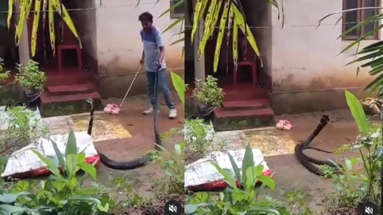 ചാക്കിലാക്കാൻ നോക്കി, തിരിഞ്ഞുകൊത്താൻ പാഞ്ഞടുത്ത് രാജവെമ്പാല; ഭയപ്പെടുത്തും ഈ വീഡിയോ