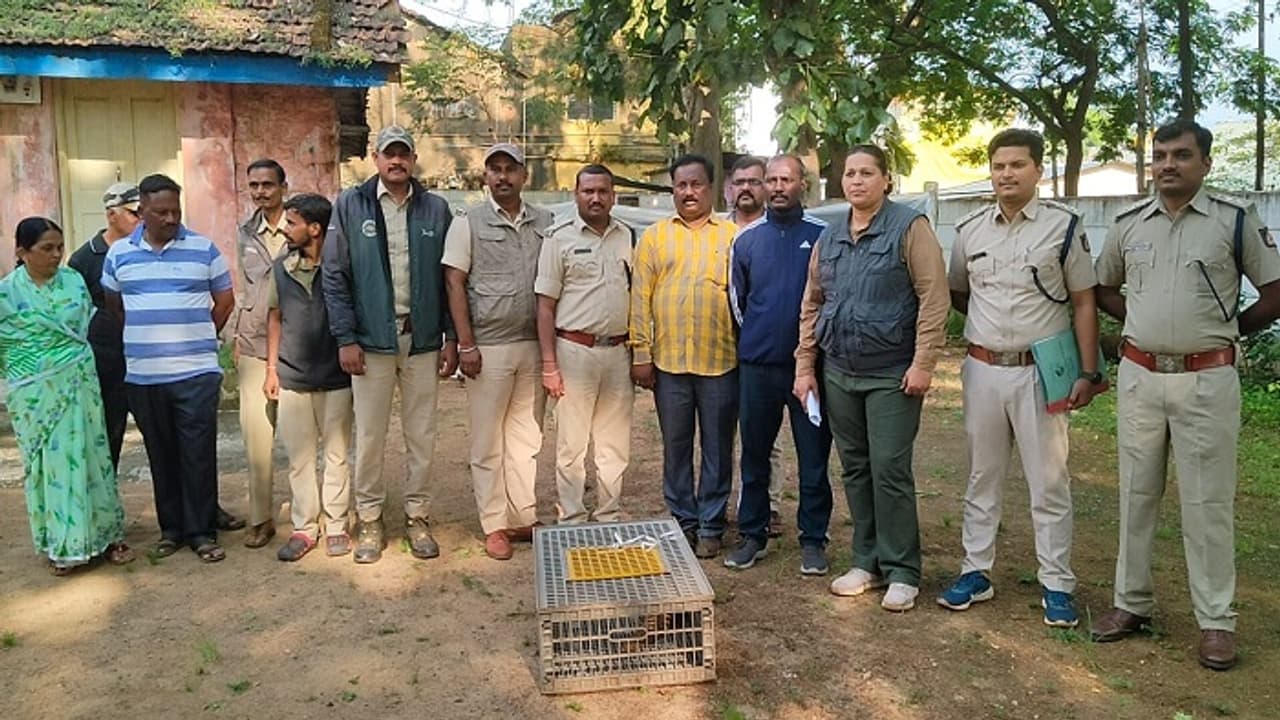 ಬೆಳಗಾವಿ: ಚೀನಾಗೆ ಎಕ್ಸ್‌ಪೋರ್ಟ್ ಮಾಡುವ ಚಿಪ್ಪು ಹಂದಿ ಕಳ್ಳರ ಗ್ಯಾಂಗ್ ಮೇಲೆ ದಾಳಿ, ಇಬ್ಬರ ಬಂಧನ