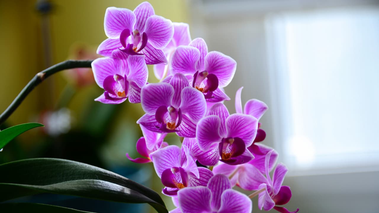 ഓർക്കിഡ് വാങ്ങുമ്പോൾ ഈ കാര്യങ്ങൾ ശ്രദ്ധിക്കണേ 