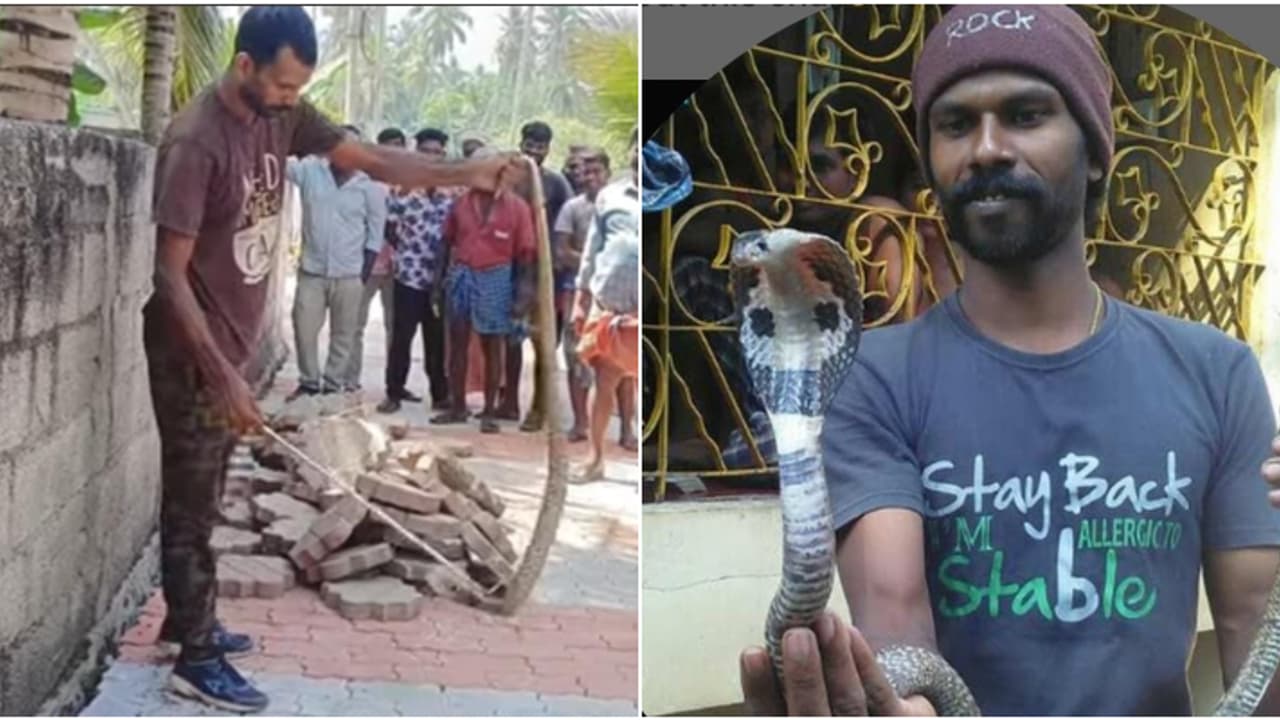 പൊന്മുടിയിൽ മൂർഖനെ തുറന്നുവിടാൻ ബാഗ് തുറന്നപ്പോൾ കടിയേറ്റു; ചികിത്സയിലായിരുന്ന 'സർപ്പ' വൊളന്റിയർ മരിച്ചു പൊന്മുടിയിൽ മൂർഖനെ തുറന്നുവിടാൻ ബാഗ് തുറന്നപ്പോൾ കടിയേറ്റു; ചികിത്സയിലായിരുന്ന 'സർപ്പ' വൊളന്റിയർ മരിച്ചു