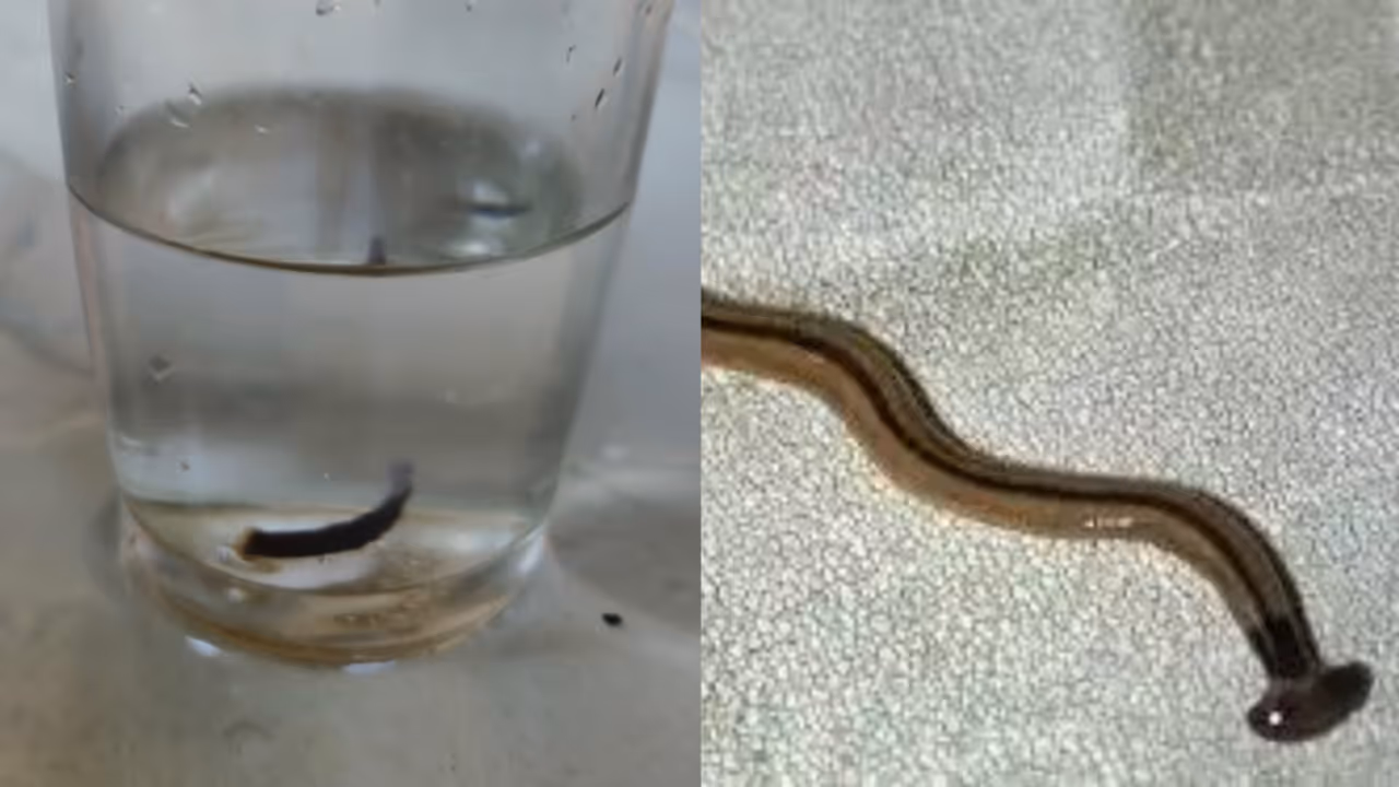 കുടിക്കാനെടുത്ത പൈപ്പ് വെള്ളത്തിൽ 'ചെവിപ്പാമ്പ്', ഒരിഞ്ച് നീളമുള്ള പാമ്പിനെ കണ്ടെത്തിയത് അമ്പലപ്പുഴയിൽ