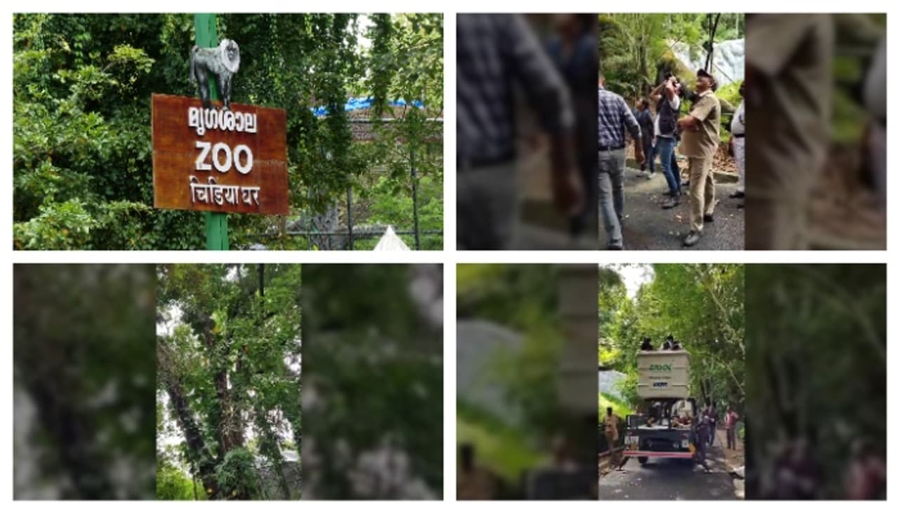 മൃഗശാലയിൽ നിന്ന് ചാടിപ്പോയ 3ാമത്തെ ഹനുമാൻ കുരങ്ങും പിടിയിൽ മൃഗശാലയിൽ നിന്ന് ചാടിപ്പോയ 3ാമത്തെ ഹനുമാൻ കുരങ്ങും പിടിയിൽ