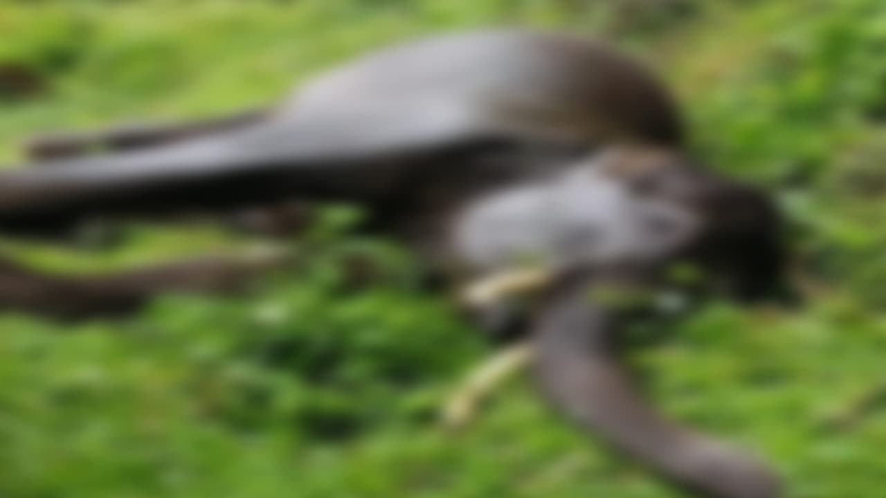 മറയൂരിൽ വീണ്ടും കാട്ടാന ചരിഞ്ഞ നിലയിൽ; ഒരാഴ്ചയ്ക്കിടെ രണ്ടാമത്തെ സംഭവം 