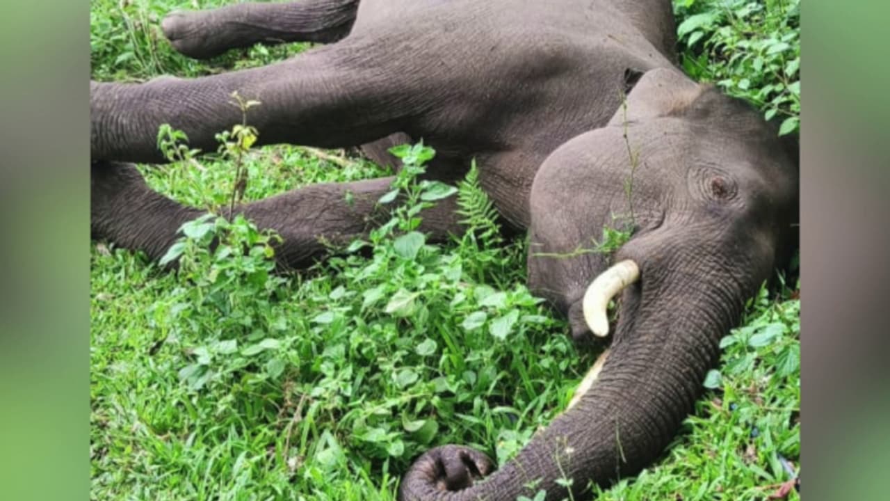 കാന്തല്ലൂരിലെ സ്വകാര്യ ഭൂമിയിൽ കാട്ടാന ചരിഞ്ഞത് ഷോക്കേറ്റ്; സ്ഥലം ഉടമ ഒളിവിലെന്ന് വനം വകുപ്പ് കാന്തല്ലൂരിലെ സ്വകാര്യ ഭൂമിയിൽ കാട്ടാന ചരിഞ്ഞത് ഷോക്കേറ്റ്; സ്ഥലം ഉടമ ഒളിവിലെന്ന് വനം വകുപ്പ്