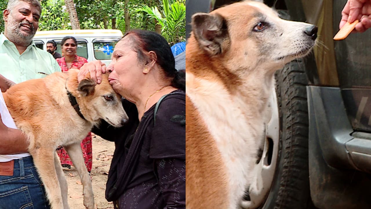 ബ്യൂട്ടിക്കും കുടൂസിനും ഇനി പുതുജീവിതം, ജപ്തി ചെയ്ത വീട്ടിൽ നിന്ന് ഇറക്കിവിട്ട വളര്ത്തുനായകളെ ഏറ്റെടുത്തു ബ്യൂട്ടിക്കും കുടൂസിനും ഇനി പുതുജീവിതം, ജപ്തി ചെയ്ത വീട്ടിൽ നിന്ന് ഇറക്കിവിട്ട വളര്ത്തുനായകളെ ഏറ്റെടുത്തു