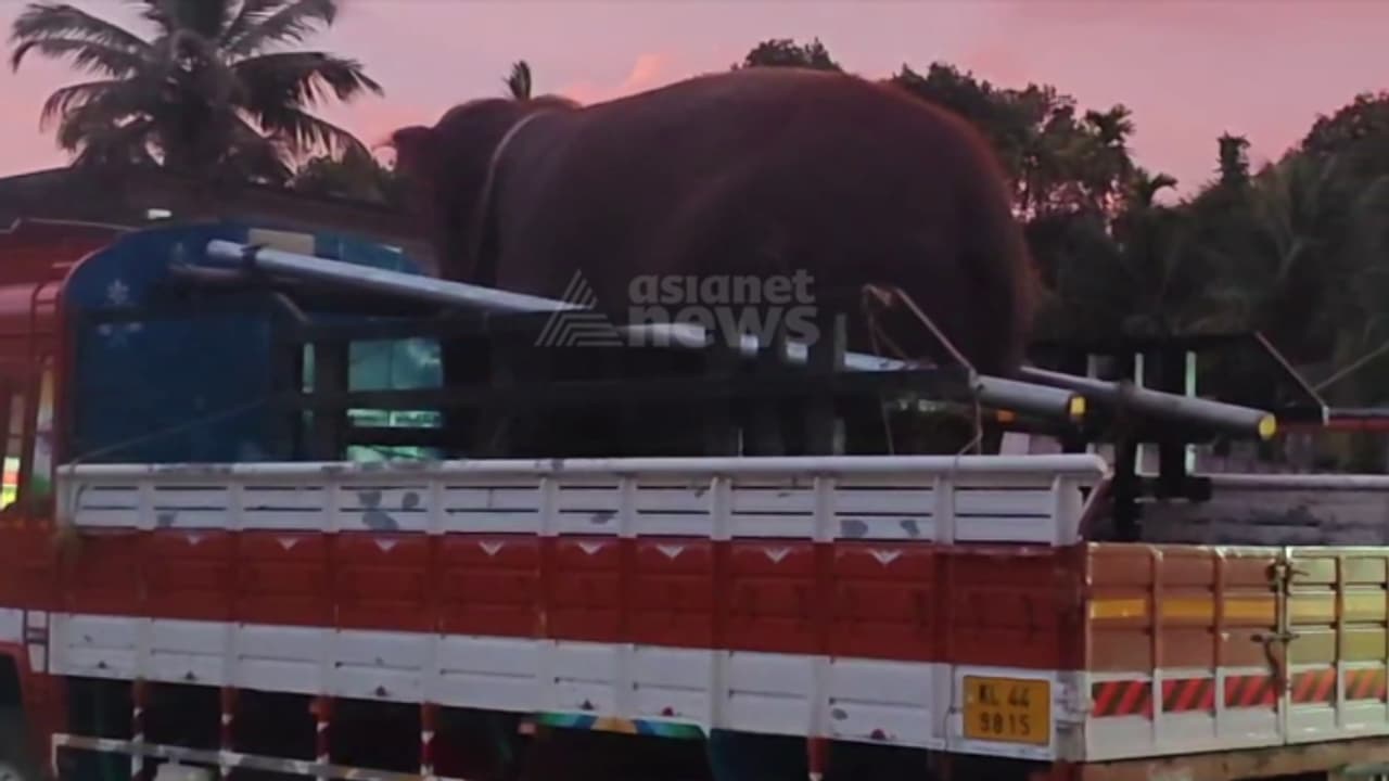 കോതമംഗലത്ത് സിനിമാ ഷൂട്ടിങിനിടെ നാട്ടാനകൾ ഏറ്റുമുട്ടി; പരിക്കേറ്റ ആന കാട്ടിലേക്കോടി, തെരച്ചിൽ തുടങ്ങി കോതമംഗലത്ത് സിനിമാ ഷൂട്ടിങിനിടെ നാട്ടാനകൾ ഏറ്റുമുട്ടി; പരിക്കേറ്റ ആന കാട്ടിലേക്കോടി, തെരച്ചിൽ തുടങ്ങി