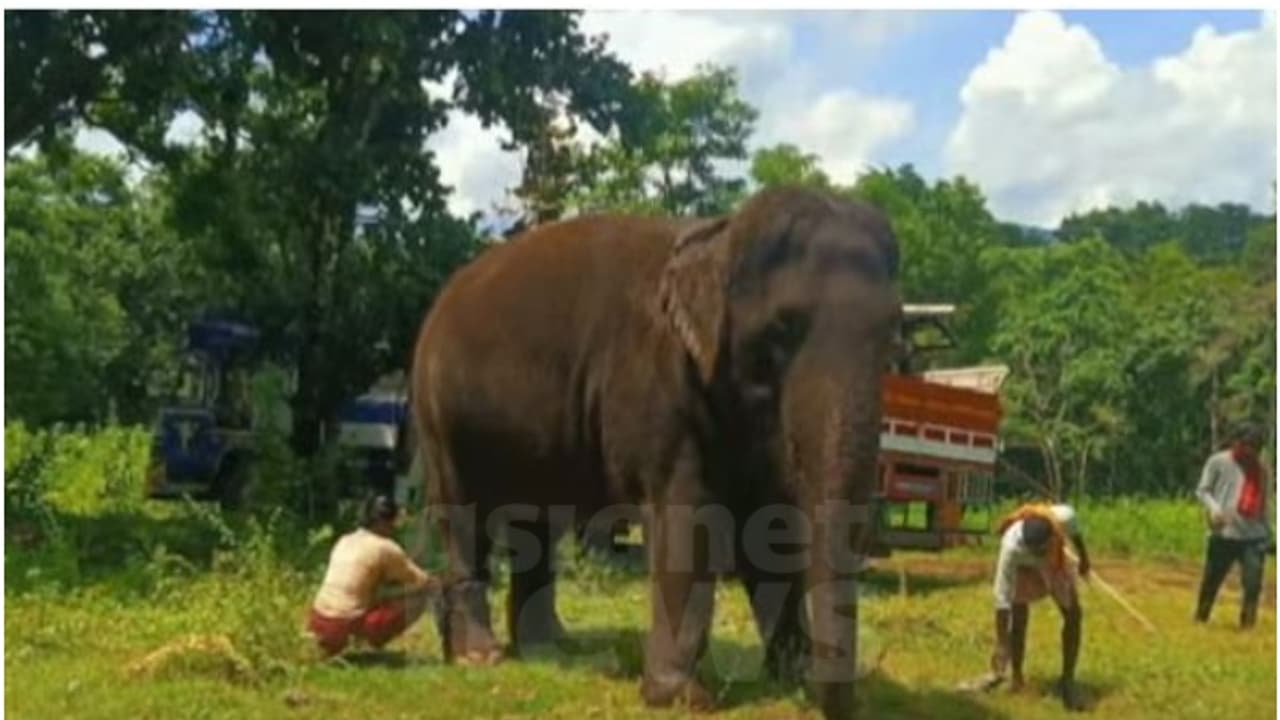 സിനിമ ഷൂട്ടിംഗ് സെറ്റിൽ നിന്നും കാടുകയറിയ ആനയെ കണ്ടെത്തി; അനുനയിപ്പിച്ച് പുറത്തേക്ക് എത്തിക്കാൻ ശ്രമം സിനിമ ഷൂട്ടിംഗ് സെറ്റിൽ നിന്നും കാടുകയറിയ ആനയെ കണ്ടെത്തി; അനുനയിപ്പിച്ച് പുറത്തേക്ക് എത്തിക്കാൻ ശ്രമം