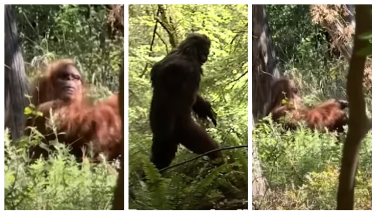  'ജീവിതത്തിലെ ഏറ്റവും ഭയാനകമായ നിമിഷം'; ബിഗ്ഫൂട്ടിനെ കണ്ട് ഭയന്നോടുന്ന വീഡിയോ പുറത്ത് വിട്ട് യുഎസ് ഹൈക്കർ 