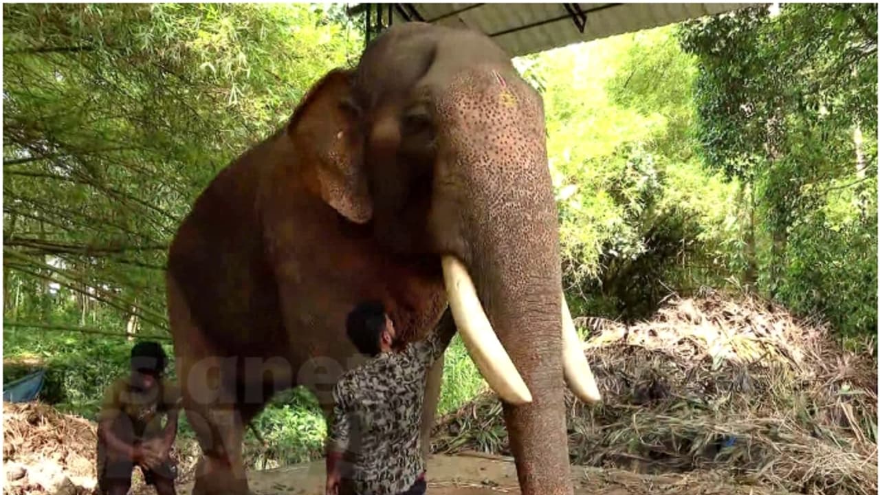 'പുതുപ്പള്ളി സാധു'വിനെ ഉടൻ സിനിമ ഷൂട്ടിങ്ങിലേക്ക് അയക്കില്ല, വിശ്രമം ആവശ്യമാണെന്ന് ആന പാപ്പാൻ 'പുതുപ്പള്ളി സാധു'വിനെ ഉടൻ സിനിമ ഷൂട്ടിങ്ങിലേക്ക് അയക്കില്ല, വിശ്രമം ആവശ്യമാണെന്ന് ആന പാപ്പാൻ