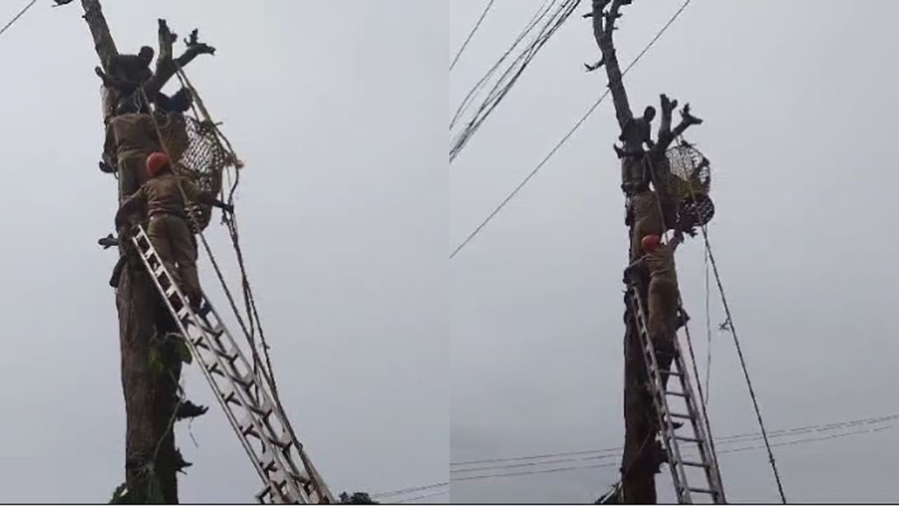 തേക്ക് മുറിക്കുന്നതിനിടെ സ്ട്രോക്ക്, 49കാരനെ മരത്തിൽകെട്ടിവച്ച് സഹായി, രക്ഷകരായി അഗ്നിശമന സേന 