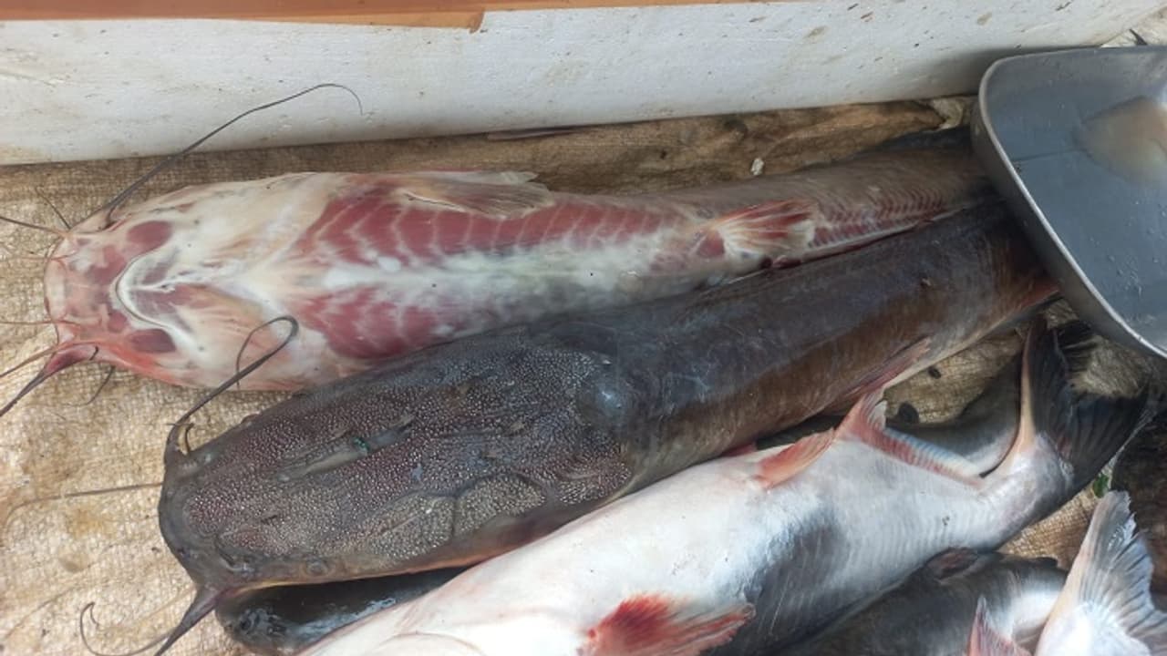 ಮೀನು ಪ್ರಿಯರೇ ಎಚ್ಚರ, ಸದ್ದಿಲ್ಲದೇ ನಿಮ್ಮ ಹೊಟ್ಟೆ ಸೇರ್ತಿದೆ ಕ್ಯಾಟ್ ಫಿಶ್: ಇದನ್ನ ತಿಂದ್ರೆ ಜೀವಕ್ಕೆ ಕುತ್ತು ಗ್ಯಾರಂಟಿ! ಮೀನು ಪ್ರಿಯರೇ ಎಚ್ಚರ, ಸದ್ದಿಲ್ಲದೇ ನಿಮ್ಮ ಹೊಟ್ಟೆ ಸೇರ್ತಿದೆ ಕ್ಯಾಟ್ ಫಿಶ್: ಇದನ್ನ ತಿಂದ್ರೆ ಜೀವಕ್ಕೆ ಕುತ್ತು ಗ್ಯಾರಂಟಿ!