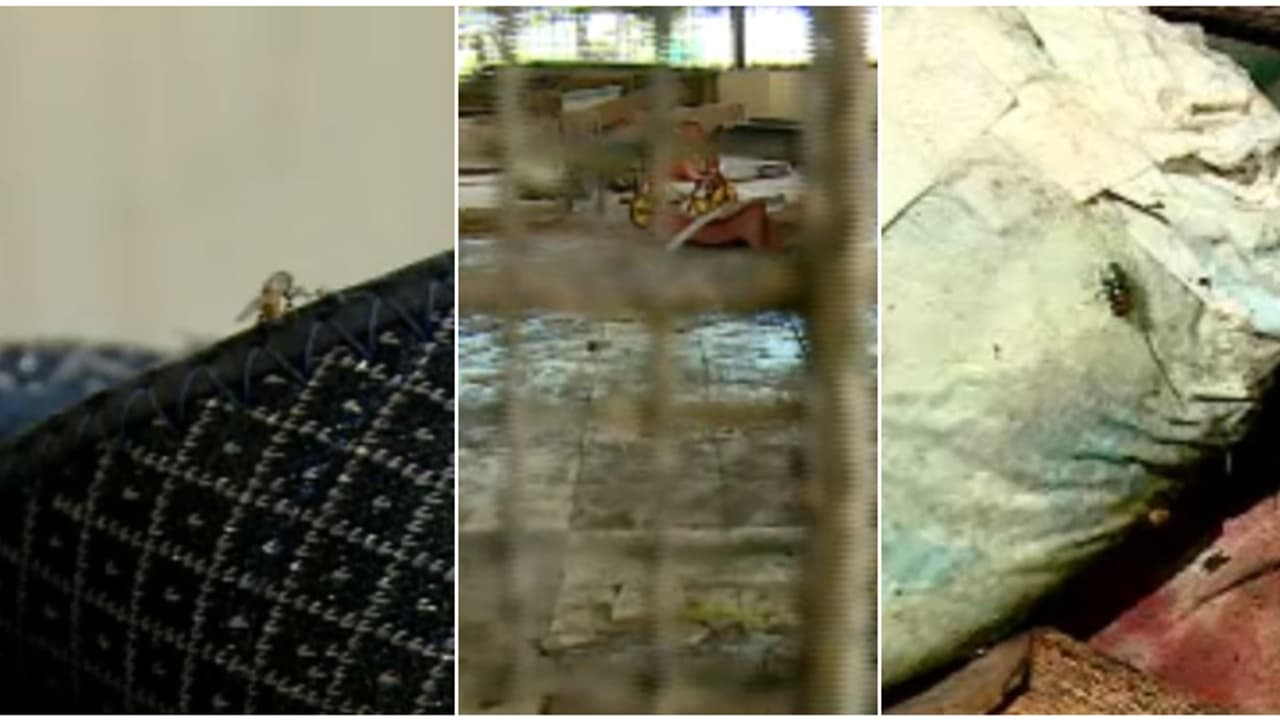 അസഹ്യ ദുർഗന്ധം, ഈച്ചയുടെയും ഒച്ചിന്റെയും ശല്യം വേറെ; ബീമാപ്പള്ളിയിലെ നഴ്സറി സ്കൂളിന്റെ അവസ്ഥയാണ് ഇത്! അസഹ്യ ദുർഗന്ധം, ഈച്ചയുടെയും ഒച്ചിന്റെയും ശല്യം വേറെ; ബീമാപ്പള്ളിയിലെ നഴ്സറി സ്കൂളിന്റെ അവസ്ഥയാണ് ഇത്!