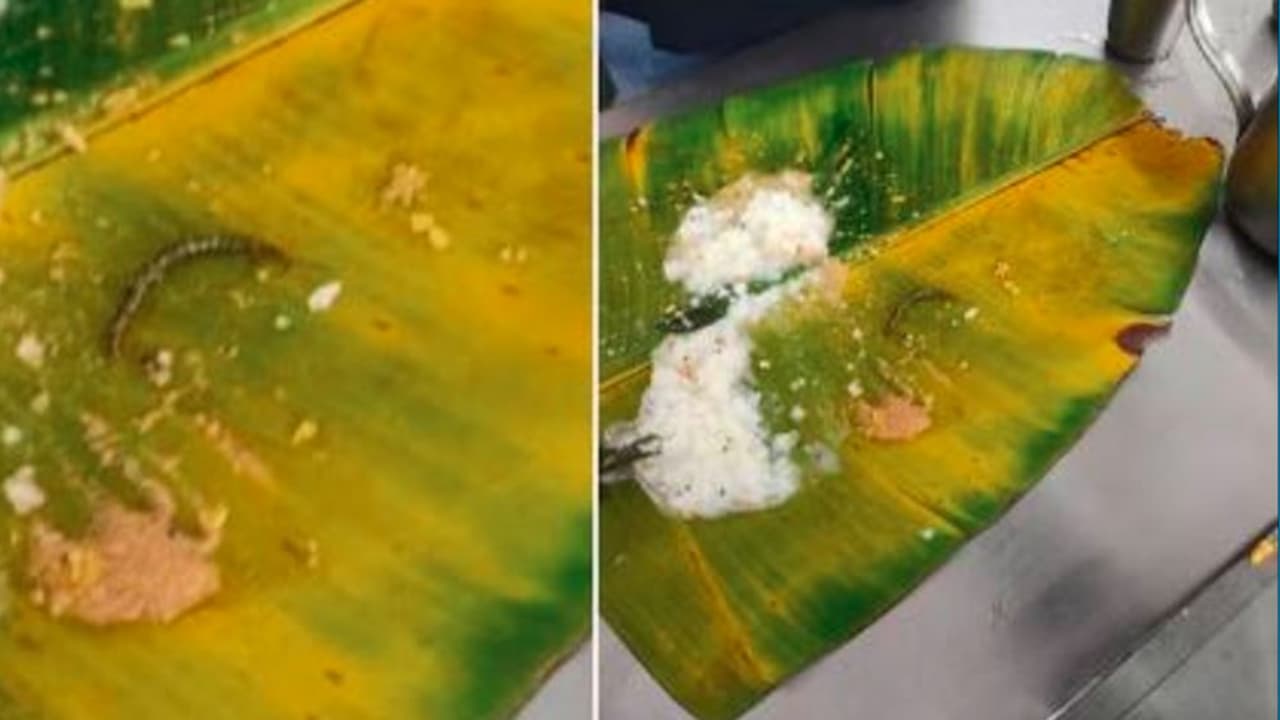 ಲಡ್ಡು ಅವಾಂತರದ ನಂತರ ತಿರುಪತಿ ಊಟದಲ್ಲಿ ಸಹಸ್ರಪದಿ ಪತ್ತೆ: ಭಕ್ತನ ಆರೋಪ ನಿರಾಕರಿಸಿದ ದೇಗುಲ