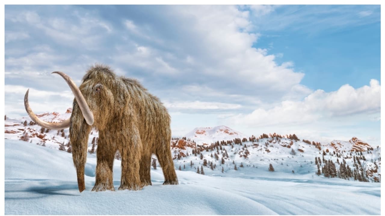 മാമോത്തുകള്‍ പുനർജനിക്കുമോ? 2028 ഓടെ അവ ഭൂമിയിലൂടെ വീണ്ടും നടക്കുമെന്ന് വെളിപ്പെടുത്തല്‍ 