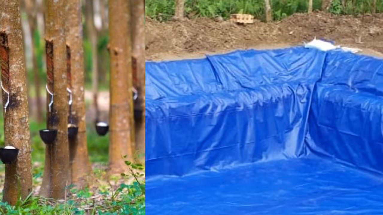 കോന്നിയിലെ റബ്ബർ തോട്ടത്തിൽ പടുതാക്കുളം, ആരും സംശയിക്കില്ല! പരിശോധിച്ചപ്പോൾ 520 ലിറ്റർ കോട; കേസെടുത്ത് എക്സൈസ് കോന്നിയിലെ റബ്ബർ തോട്ടത്തിൽ പടുതാക്കുളം, ആരും സംശയിക്കില്ല! പരിശോധിച്ചപ്പോൾ 520 ലിറ്റർ കോട; കേസെടുത്ത് എക്സൈസ്