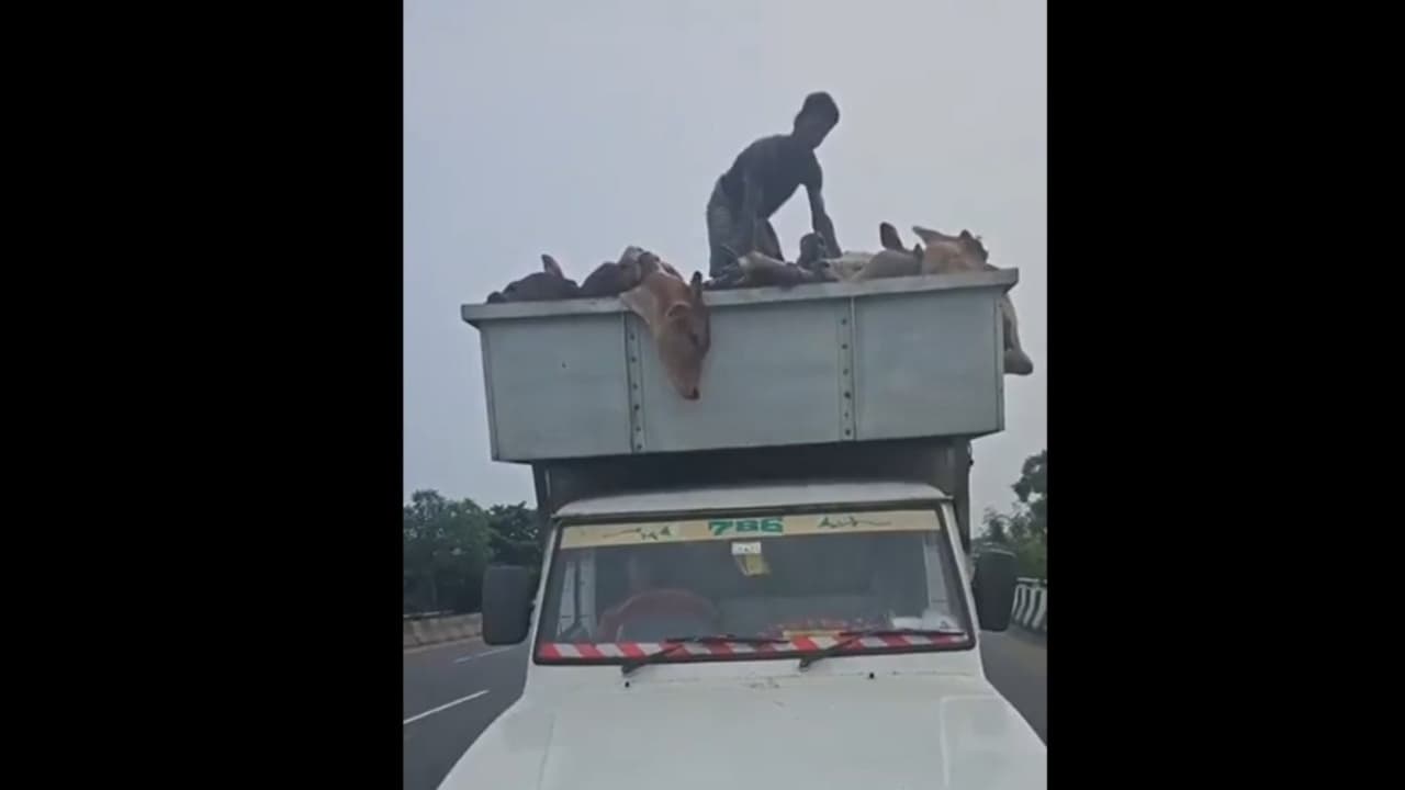 Hindu activist bravely confronts men transporting cows packed in truck, video goes viral (WATCH) Hindu activist bravely confronts men transporting cows packed in truck, video goes viral (WATCH)