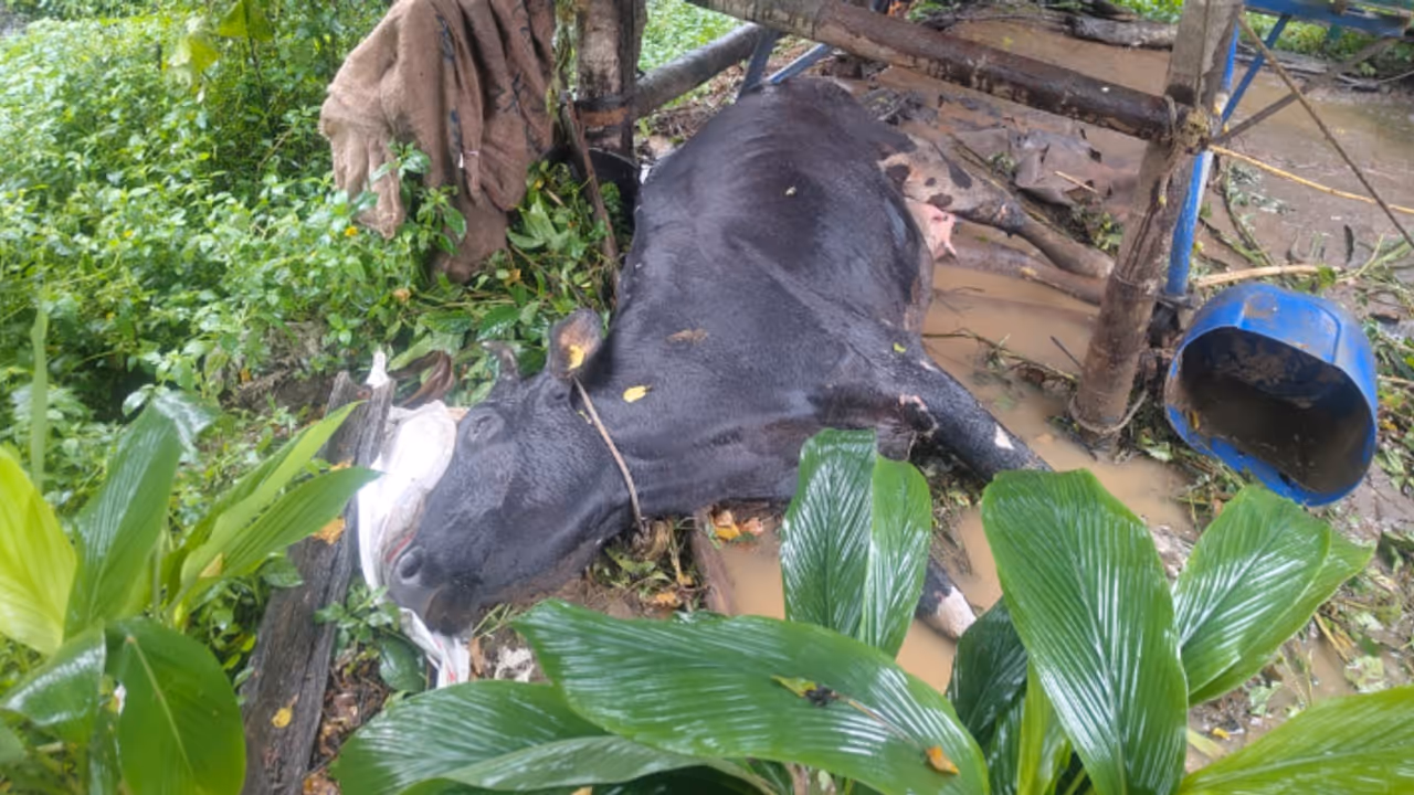 ഒരു വർഷത്തിനിടെ നാലാം തവണ; വയനാട്ടിൽ 20 ലിറ്റർ കറവയുള്ള പശുവിനെ കടുവ ആക്രമിച്ചു കൊന്നു; കുടുംബം ദുരിതത്തിൽ