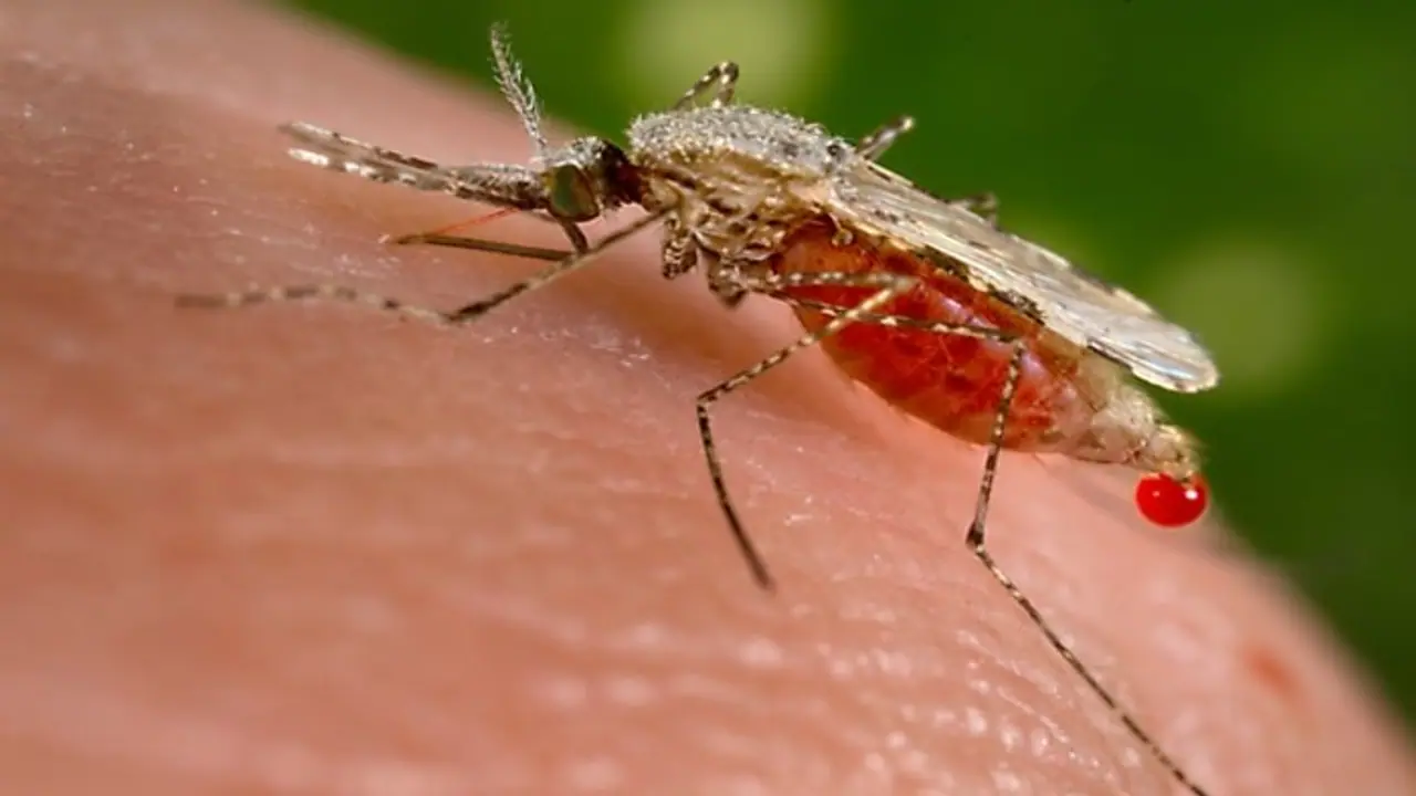 WARNING! Malaria carrying mosquitoes in Tanzania mutate to resist insecticide, sparks concerns