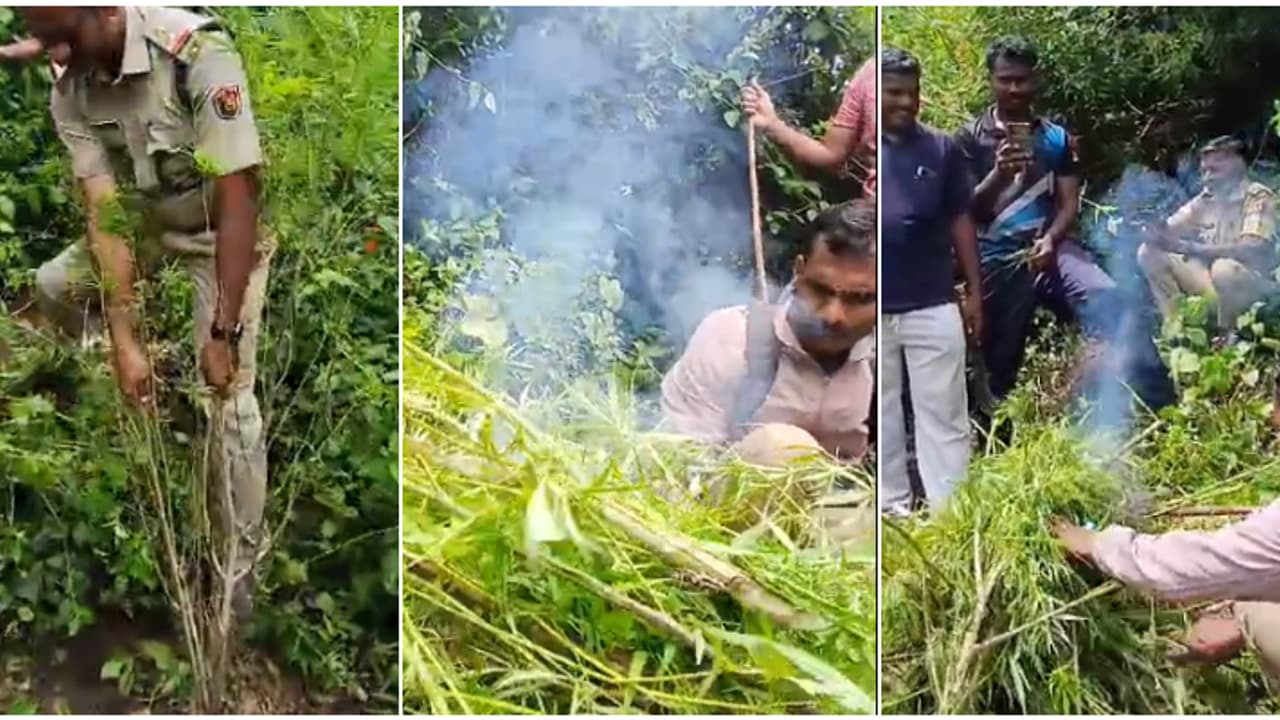 9 തടങ്ങളിൽ 71 ചെടികൾ, വെട്ടിയൊതുക്കി കൂട്ടിയിട്ട് തീ കൊടുത്തു; ഭൂതയാ൪ മലയിടുക്കിലെ കഞ്ചാവുതോട്ടം നശിപ്പിച്ചു 9 തടങ്ങളിൽ 71 ചെടികൾ, വെട്ടിയൊതുക്കി കൂട്ടിയിട്ട് തീ കൊടുത്തു; ഭൂതയാ൪ മലയിടുക്കിലെ കഞ്ചാവുതോട്ടം നശിപ്പിച്ചു