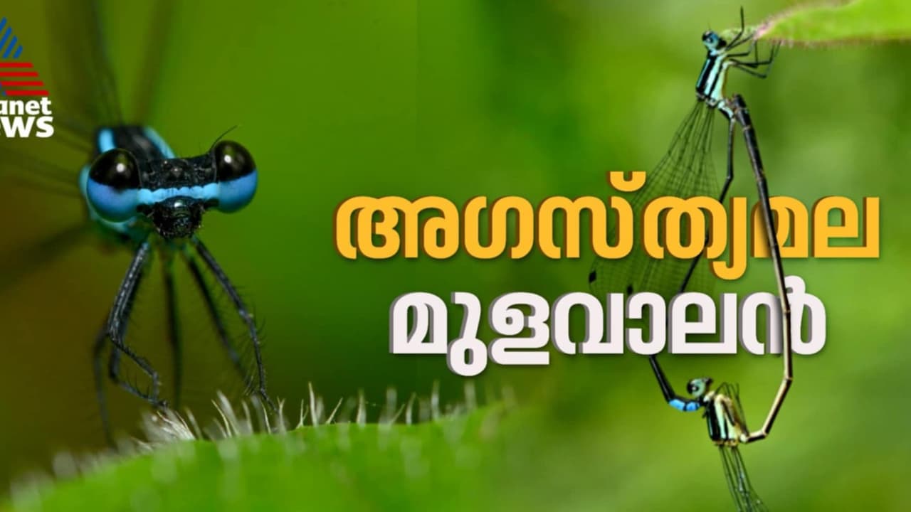 മഞ്ചാടിനിന്നവിള ഗ്രാമത്തിലെ അരുവികളില്‍ നിന്നും അപൂർവ്വ ഇനം തുമ്പിയെ കണ്ടെത്തി 