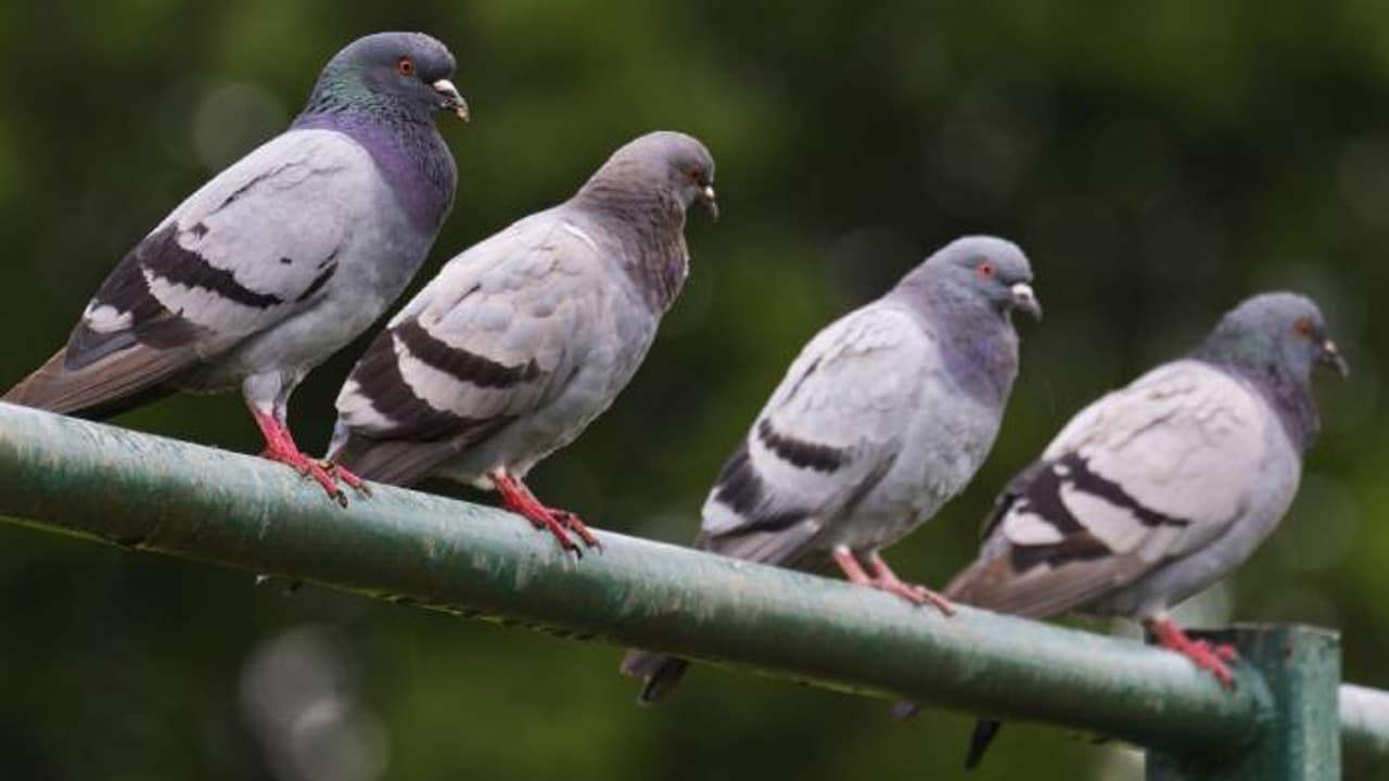 ആദ്യം പ്രാവുകളെ പറത്തി വിടും, പിന്നാലെ പതുങ്ങിക്കയറും, പ്രധാന ആയുധം ഇരുമ്പുവടി, 50 വീടുകളിൽ മോഷണം, അറസ്റ്റ്