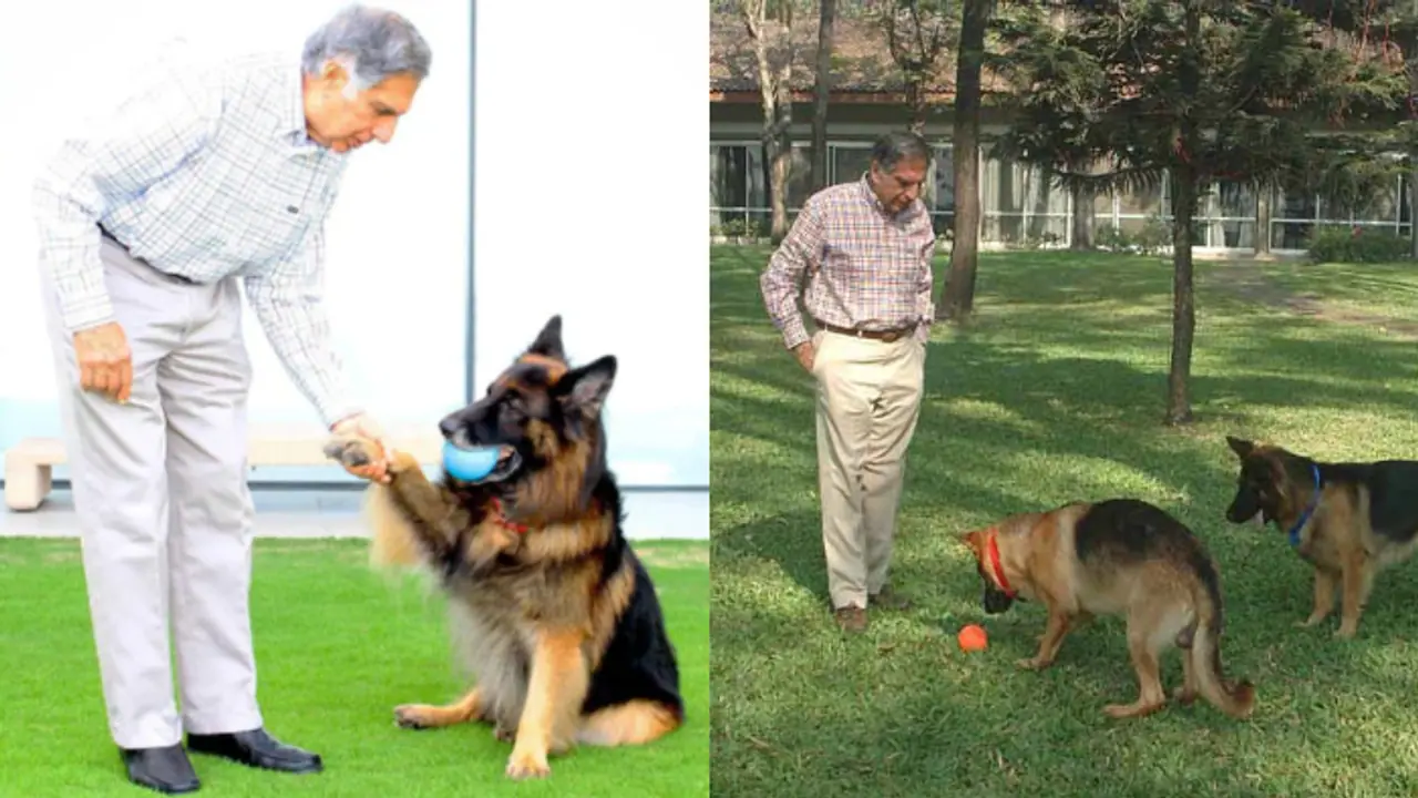 Ratan Tata's enduring love for Dogs: A symbol of his humanitarian spirit
