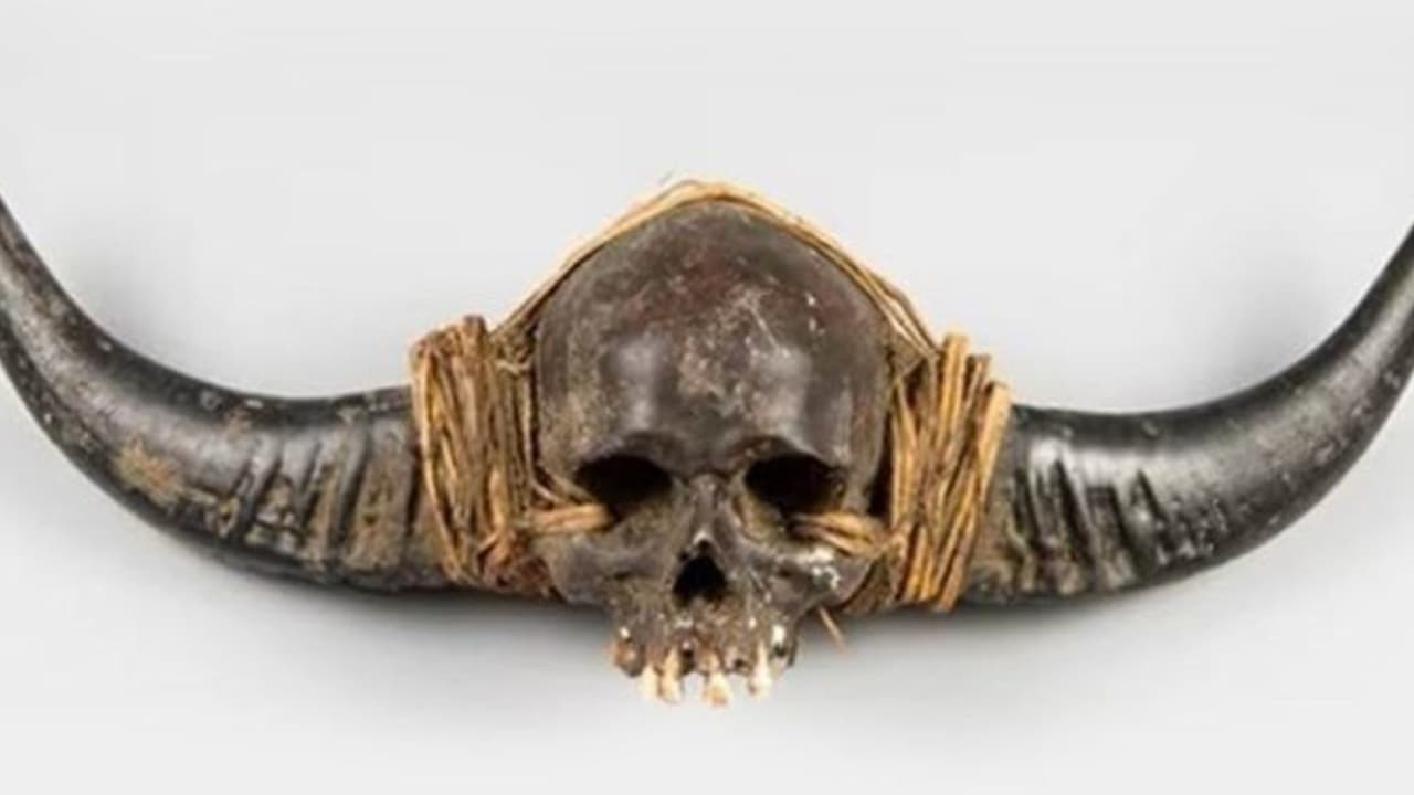 'നാഗ' മനുഷ്യരുടെ തലയോട്ടികൾ തിരികെ കൊണ്ടുവരണമെന്ന് ആവശ്യം; യുകെയിലെ മ്യൂസിയങ്ങളിലുള്ളത് 50000 അവശേഷിപ്പുകൾ