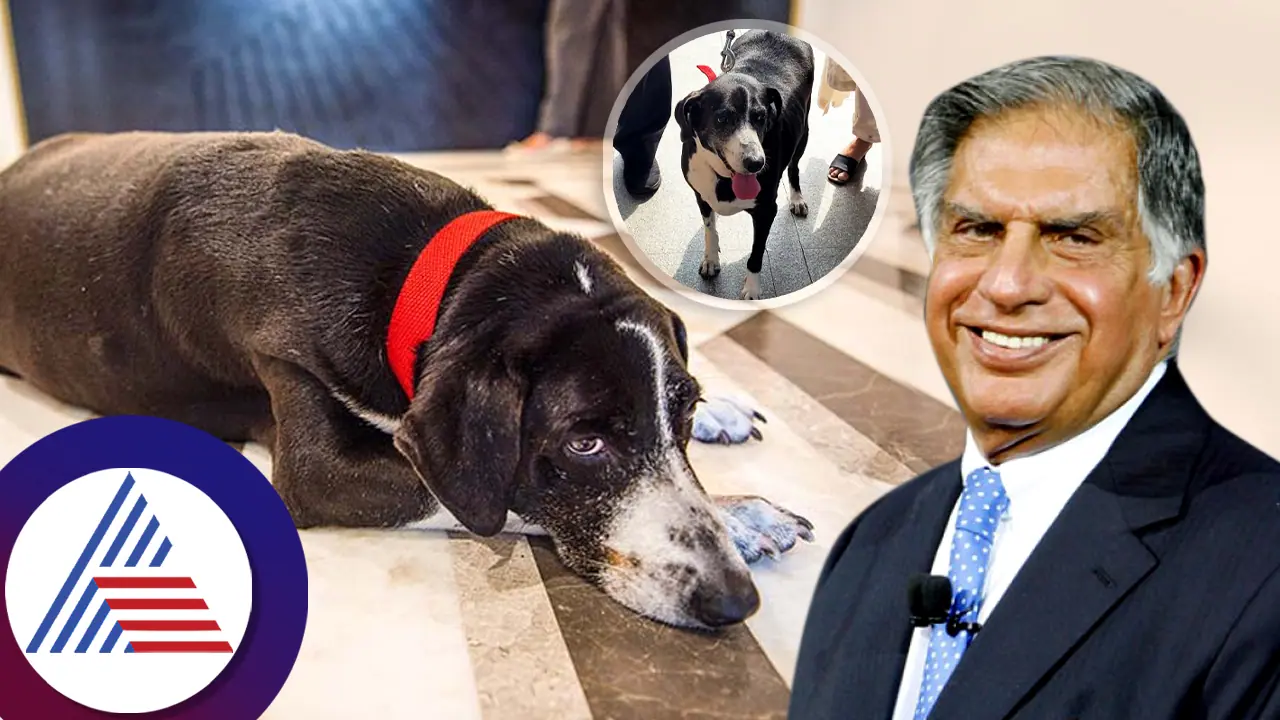 ರತನ್ ಟಾಟಾ ಮುದ್ದಿನ ಸಾಕು ನಾಯಿಯಿಂದ ಅಂತಿಮ ದರ್ಶನ, ಮನಕಲುಕಿದ ದೃಶ್ಯ!