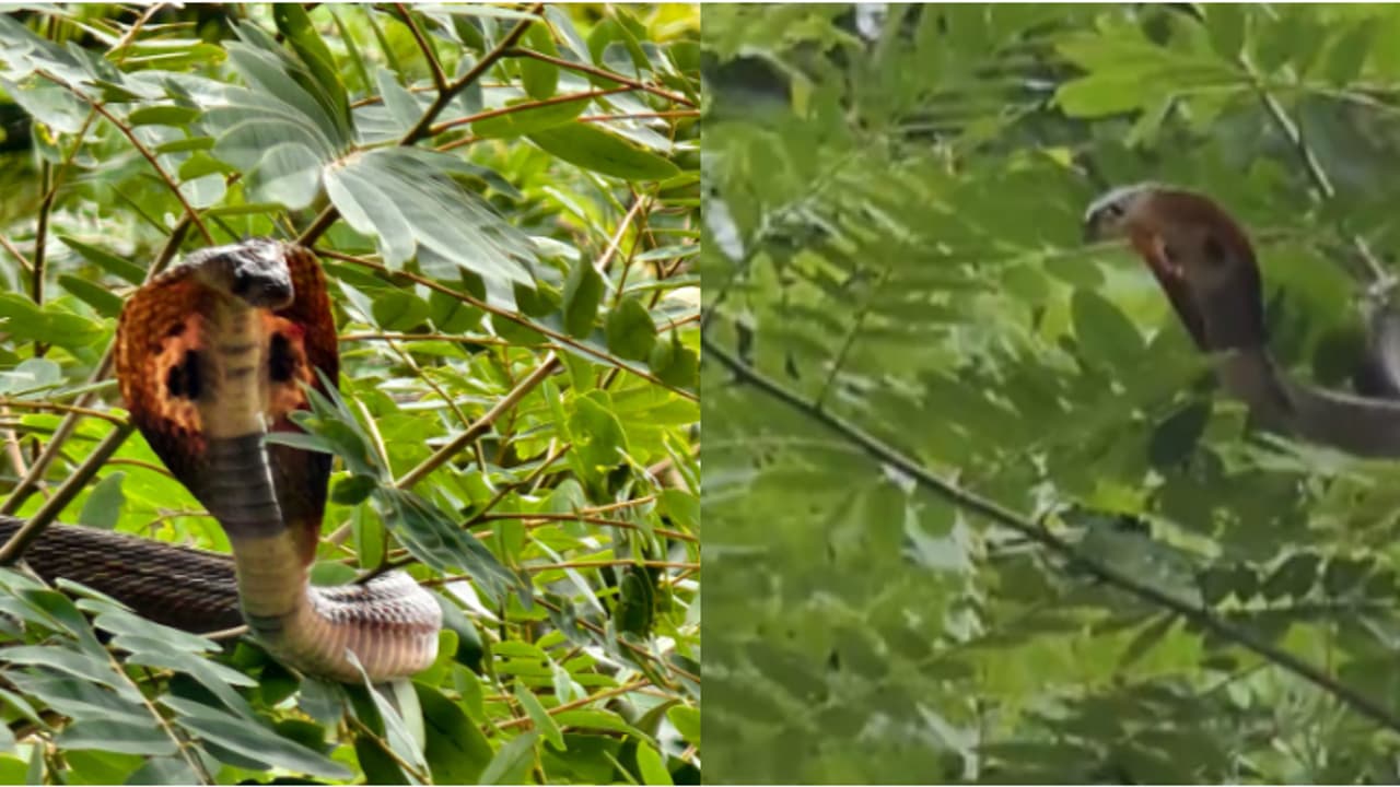 ഐആർബി ക്യാമ്പിൽ ഉദ്യോഗസ്ഥരെ കണ്ടതോടെ മരത്തിൽക്കയറി മൂർഖന്റെ ഒളിച്ചുകളി, ഏറെനേരത്തെ ശ്രമത്തിനൊടുവിൽ വരുതിയിൽ! ഐആർബി ക്യാമ്പിൽ ഉദ്യോഗസ്ഥരെ കണ്ടതോടെ മരത്തിൽക്കയറി മൂർഖന്റെ ഒളിച്ചുകളി, ഏറെനേരത്തെ ശ്രമത്തിനൊടുവിൽ വരുതിയിൽ!