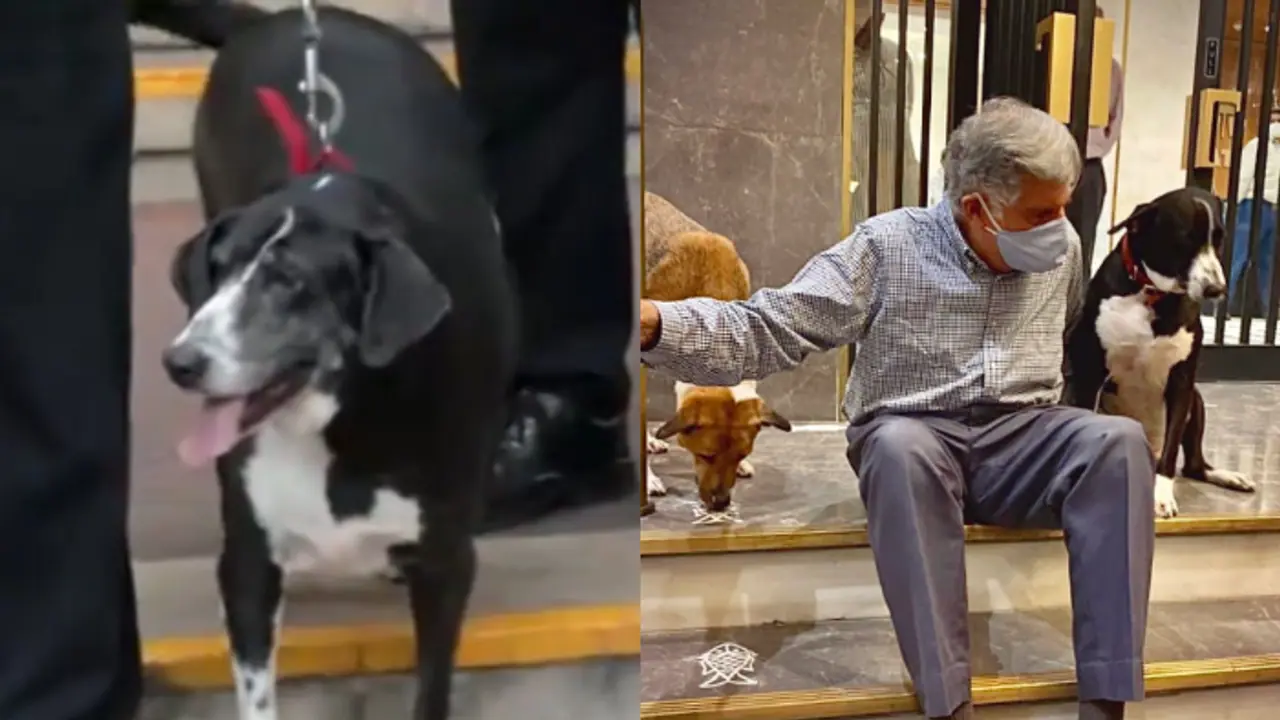 Heartwarming! Ratan Tata’s beloved dog 'Goa' pays final respects at his funeral (WATCH)