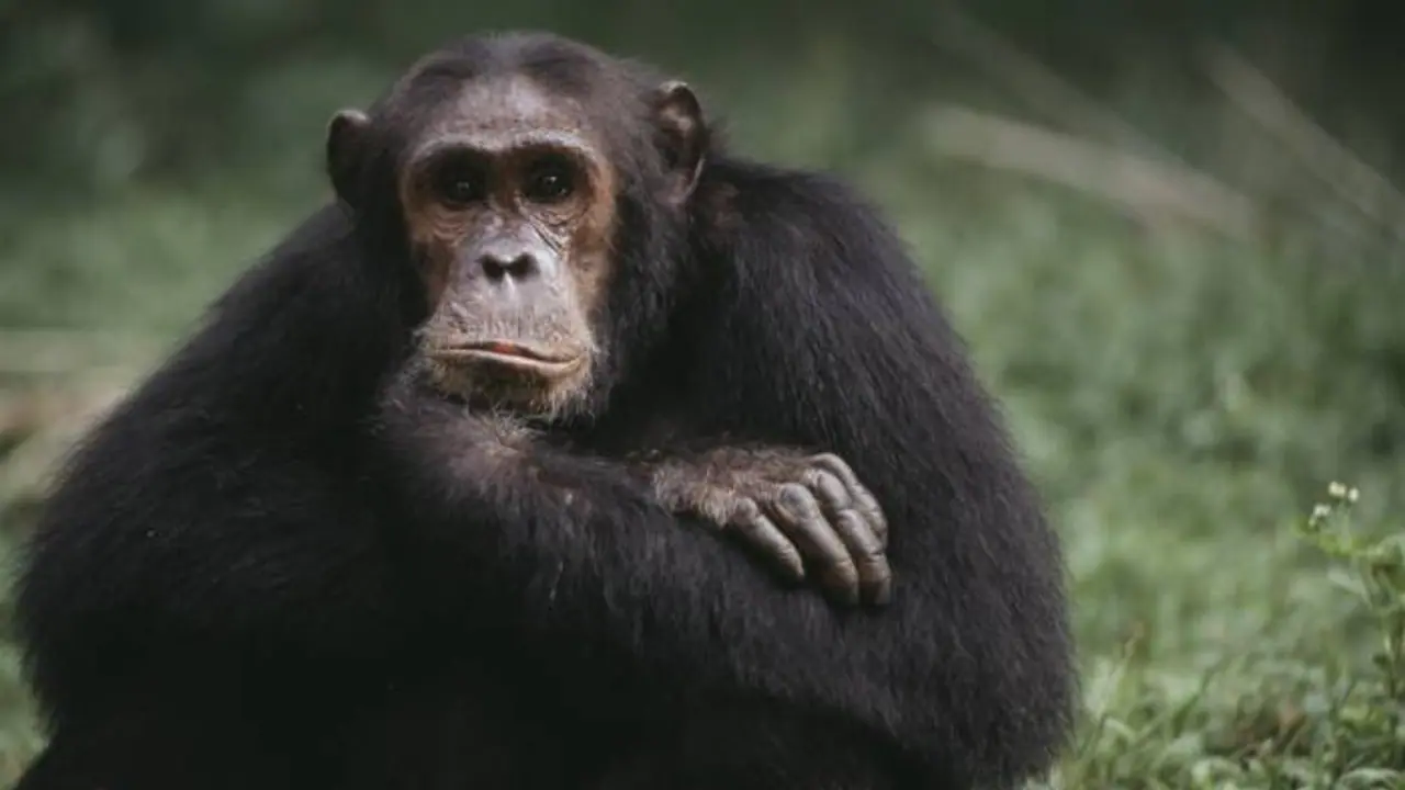 ഗതികേടുകൊണ്ടോ? മൃഗശാലയിലെ ചിമ്പാൻസിയുടെ ഭക്ഷണം മോഷ്ടിച്ചു വിറ്റു, ജീവനക്കാരൻ പിടിയിൽ 