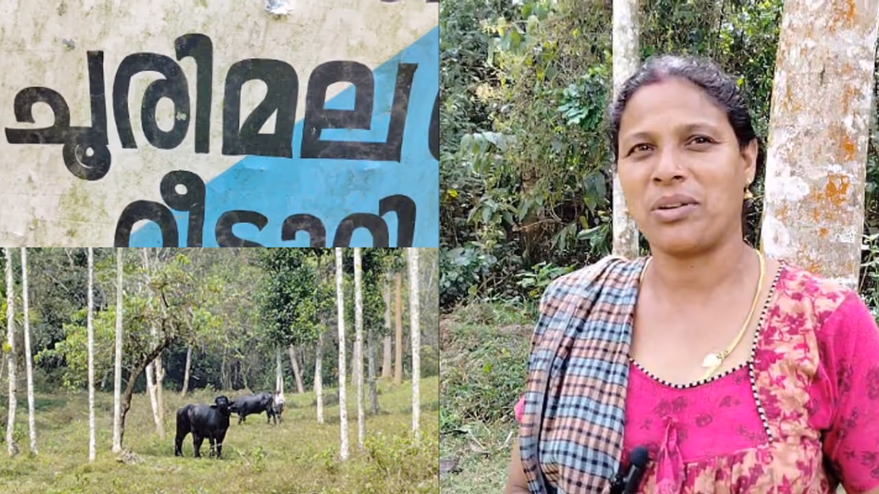 ചുളു വിലയ്ക്ക് കന്നുകാലികളെ വിറ്റഴിക്കുന്നു; ഇത് വയനാട് ചൂരിമലക്കാരുടെ ഓഫറല്ല, അവർ നിര്‍ബന്ധിതരാകുന്ന ഗതികേട്