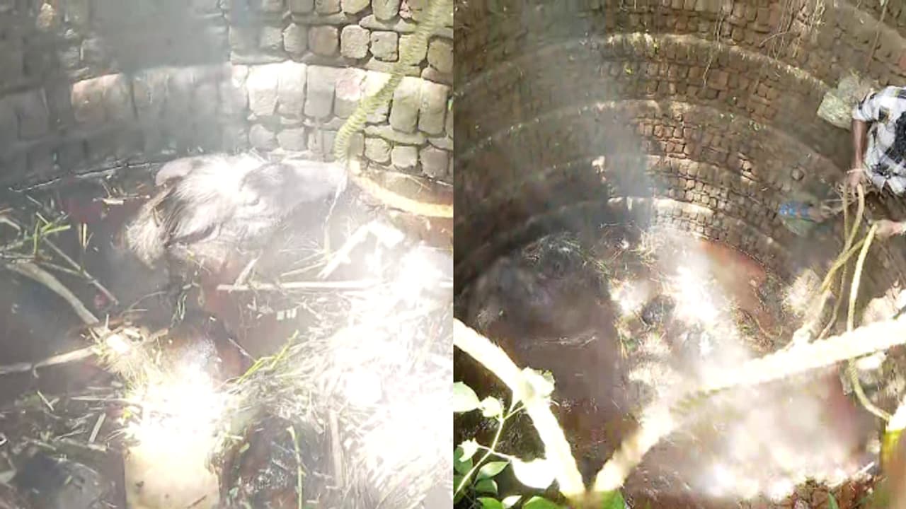 പാലക്കാട് കാട്ടുപന്നികള് കൂട്ടത്തോടെ കിണറ്റിൽ വീണു; കയറിൽ കുരുക്കിട്ട് വെടിവെച്ച് കൊന്നു പാലക്കാട് കാട്ടുപന്നികള് കൂട്ടത്തോടെ കിണറ്റിൽ വീണു; കയറിൽ കുരുക്കിട്ട് വെടിവെച്ച് കൊന്നു