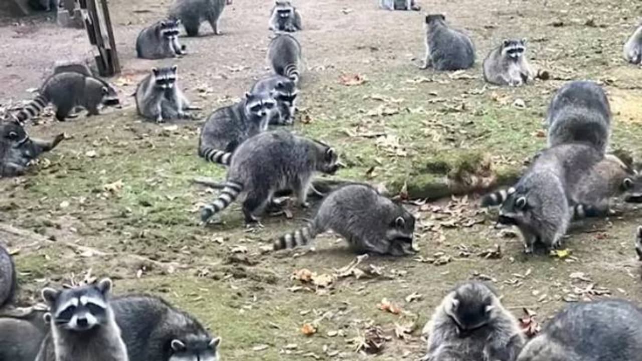 വീടുവിട്ടോടി സ്ത്രീ, വീടിന് ചുറ്റും പത്തുനൂറു റാക്കൂണുകൾ, പുറത്തിറങ്ങിയാൽ അപ്പോൾ പൊതിയും വീടുവിട്ടോടി സ്ത്രീ, വീടിന് ചുറ്റും പത്തുനൂറു റാക്കൂണുകൾ, പുറത്തിറങ്ങിയാൽ അപ്പോൾ പൊതിയും