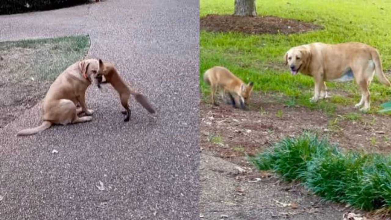 ഇങ്ങനെയൊരു രം​ഗം ഇതുവരെ കണ്ടുകാണില്ല; എല്ലാ ദിവസവും കുഞ്ഞിക്കുറുക്കൻ കാടിറങ്ങും, നായക്കൂട്ടുകാരെ കാണാൻ