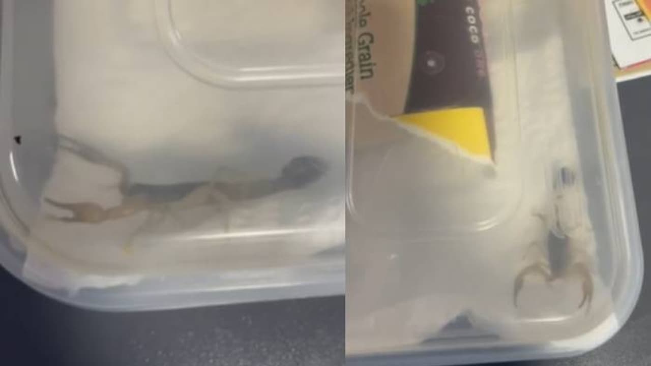 പാഴ്സൽ തുറന്നതേ ഓർമ്മയുള്ളൂ, പേടിച്ച് അലറിക്കരഞ്ഞുകൊണ്ടോടി വിദ്യാർത്ഥിനി പാഴ്സൽ തുറന്നതേ ഓർമ്മയുള്ളൂ, പേടിച്ച് അലറിക്കരഞ്ഞുകൊണ്ടോടി വിദ്യാർത്ഥിനി