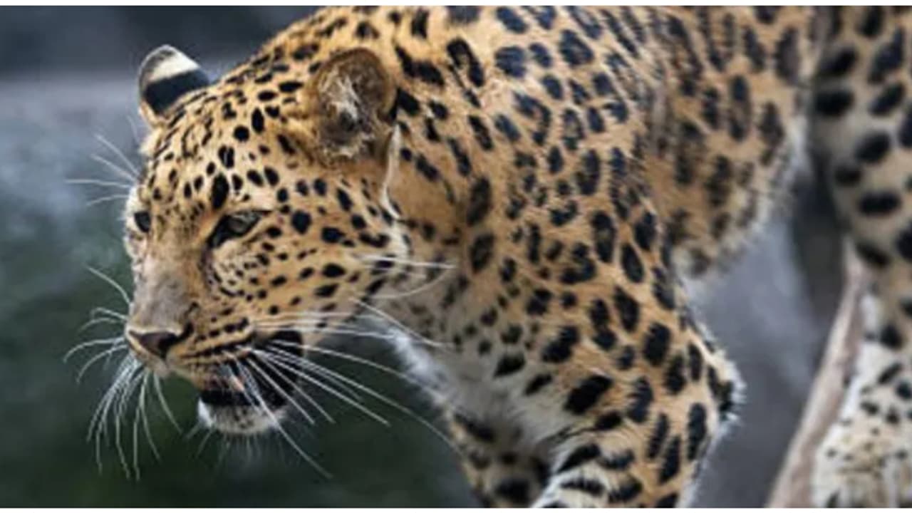 ಚಾಮರಾಜನಗರ: ಸಾಕುಪ್ರಾಣಿಗಳ ಭಕ್ಷಕ ಚಿರತೆ ಬಂಧಿಸಲು ಡ್ರೋನ್ ಬಳಕೆ ಚಾಮರಾಜನಗರ: ಸಾಕುಪ್ರಾಣಿಗಳ ಭಕ್ಷಕ ಚಿರತೆ ಬಂಧಿಸಲು ಡ್ರೋನ್ ಬಳಕೆ