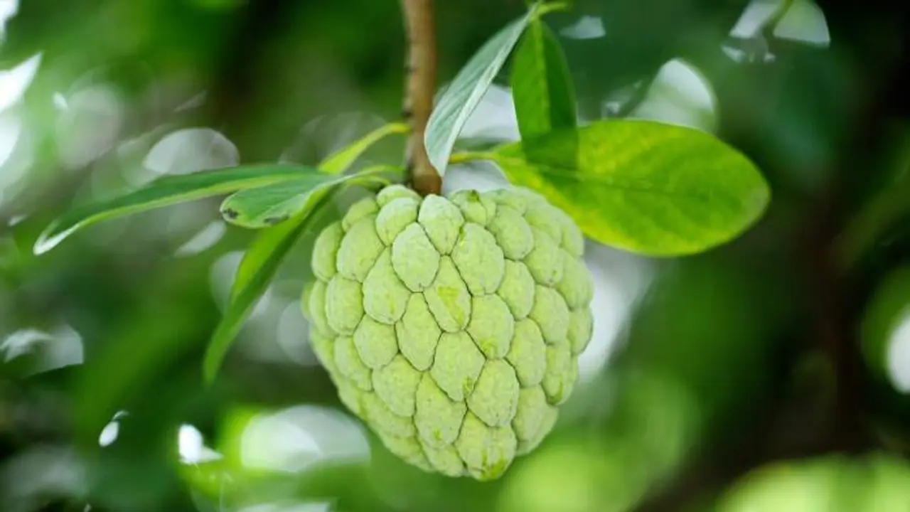 3 വർഷമാകുമ്പോൾ കായ്ക്കും, 4 മാസം കൊണ്ട് പാകമാകും; സീതപ്പഴം തൈകൾ തയ്യാറാക്കുമ്പോൾ ശ്രദ്ധിക്കാം