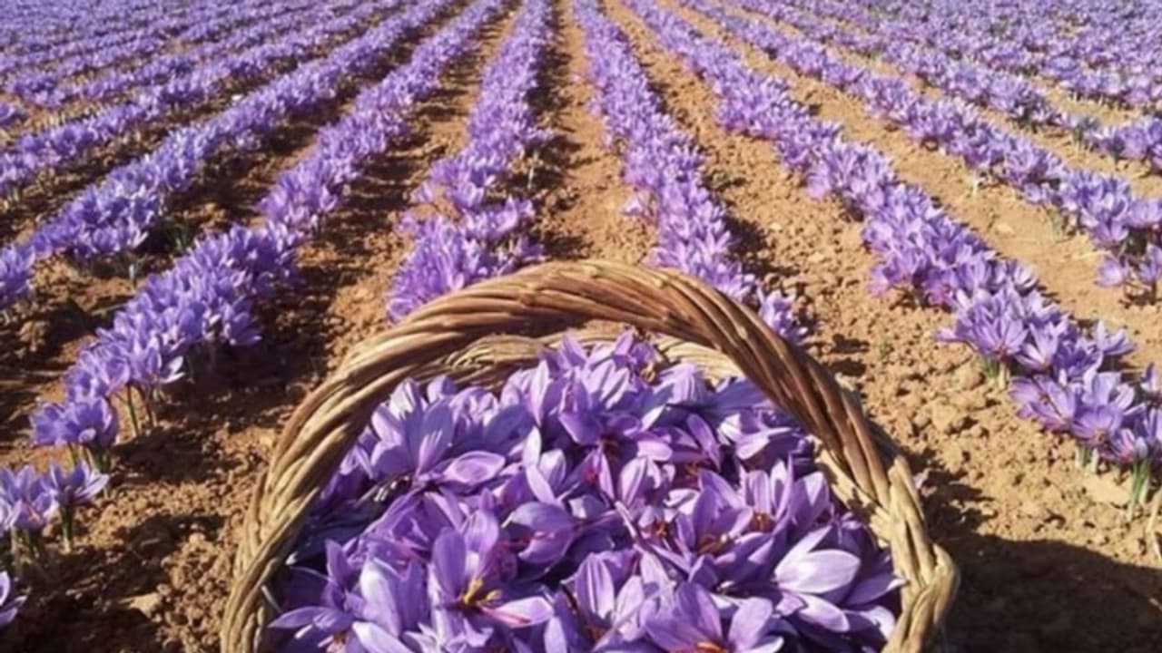 'പൊന്നും വില', വൻ സാമ്പത്തിക ലാഭം; ഉൽപ്പാദനം ഇരട്ടിയാക്കാൻ പുതിയ നീക്കം; ഇനി വരുന്നത് കുങ്കുമപ്പൂവിന്‍റെ കാലം 