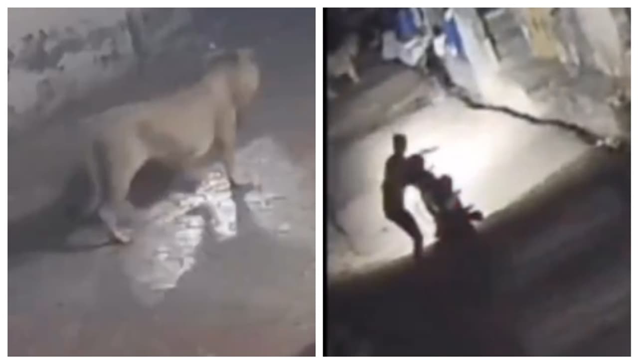 രാത്രിയില്‍ തെരുവിലൂടെ ബൈക്കില്‍ പേകവെ തൊട്ട് മുന്നില്‍ സിംഹം; ഭയപ്പെടുത്തുന്ന ദൃശ്യങ്ങള്‍ വൈറല്‍