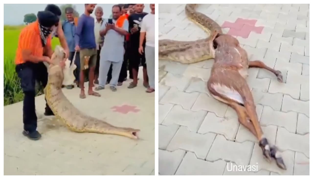 പെരുമ്പാമ്പ് വിഴുങ്ങിയ നീൽഗായ് മാന്‍കുട്ടിയെ, രക്ഷപ്പെടുത്താന്‍ നാട്ടുകാർ; വിമർശനവുമായി സോഷ്യല്‍ മീഡിയ 