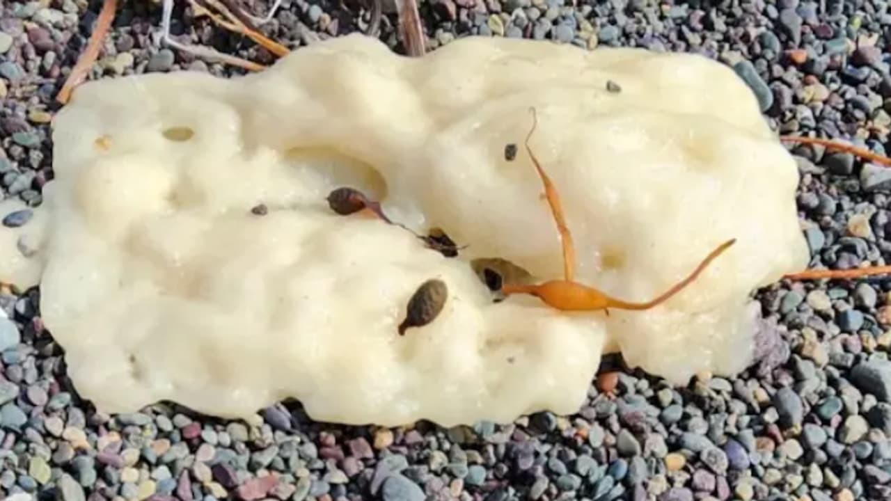 ಸಮುದ್ರ ತೀರದಲ್ಲಿ ನಿಗೂಢ ಬಿಳಿ ವಸ್ತು ಪತ್ತೆ: ತಲೆ ಕೆಡಿಸಿಕೊಂಡ ವಿಜ್ಞಾನಿಗಳು! ಸಮುದ್ರ ತೀರದಲ್ಲಿ ನಿಗೂಢ ಬಿಳಿ ವಸ್ತು ಪತ್ತೆ: ತಲೆ ಕೆಡಿಸಿಕೊಂಡ ವಿಜ್ಞಾನಿಗಳು!