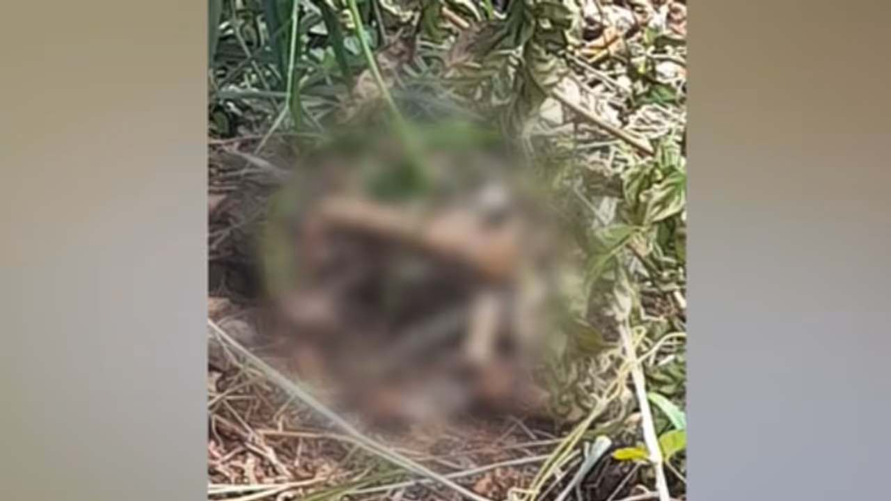 പാലക്കാട്ട് കാട് വെട്ടുന്നതിനിടെ മരച്ചുവട്ടിൽ മനുഷ്യന്റെ അസ്ഥികൂടം; ദുരൂഹത നീക്കാൻ പൊലീസ് പാലക്കാട്ട് കാട് വെട്ടുന്നതിനിടെ മരച്ചുവട്ടിൽ മനുഷ്യന്റെ അസ്ഥികൂടം; ദുരൂഹത നീക്കാൻ പൊലീസ്