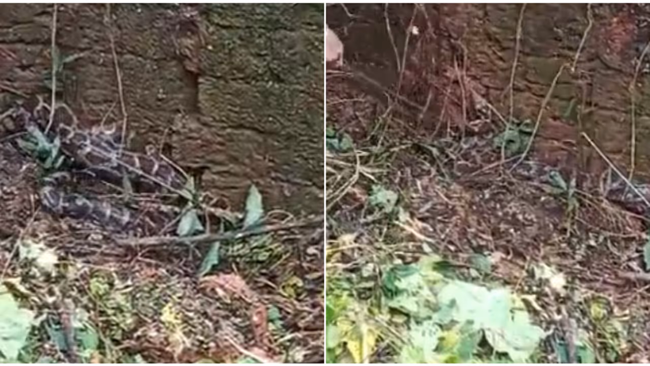 അലനെല്ലൂരിലെ ഗ്യാലക്സി സ്കൂൾ വളപ്പിൽ മതിലിനോട് ചേര്ന്ന് കണ്ടത് മലമ്പാമ്പിനെ; വനം വകുപ്പ് എത്തി പിടികൂടി അലനെല്ലൂരിലെ ഗ്യാലക്സി സ്കൂൾ വളപ്പിൽ മതിലിനോട് ചേര്ന്ന് കണ്ടത് മലമ്പാമ്പിനെ; വനം വകുപ്പ് എത്തി പിടികൂടി