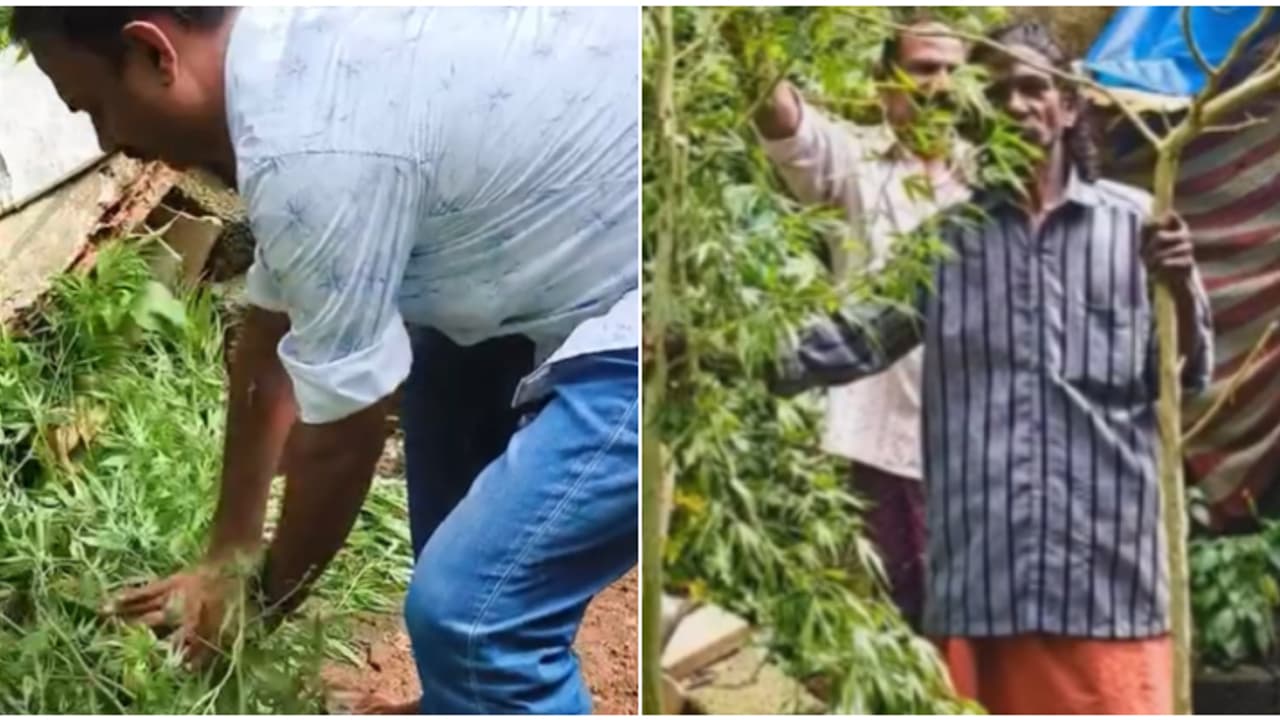 വീട്ടിൽ പോറ്റി വളർത്തി വിളവെടുത്ത് ഉണക്കിയെടുത്ത് കച്ചവടം; കയ്യോടെ പൊക്കി, 2 കഞ്ചാവ് ചെടികളും കണ്ടെത്തി വീട്ടിൽ പോറ്റി വളർത്തി വിളവെടുത്ത് ഉണക്കിയെടുത്ത് കച്ചവടം; കയ്യോടെ പൊക്കി, 2 കഞ്ചാവ് ചെടികളും കണ്ടെത്തി